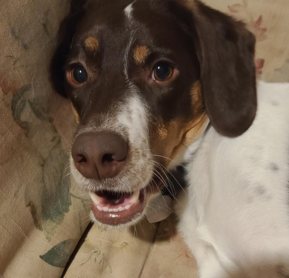 Available for Adoption - Lacta (IA, USA), Adoptable, Young Female English Setter.