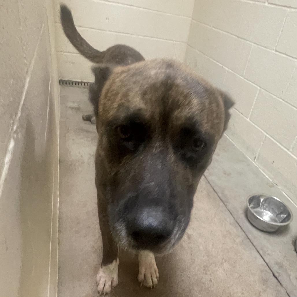Enlarge Sebastian, a Adoptable mixed breed in Palestine, TX image 2/2