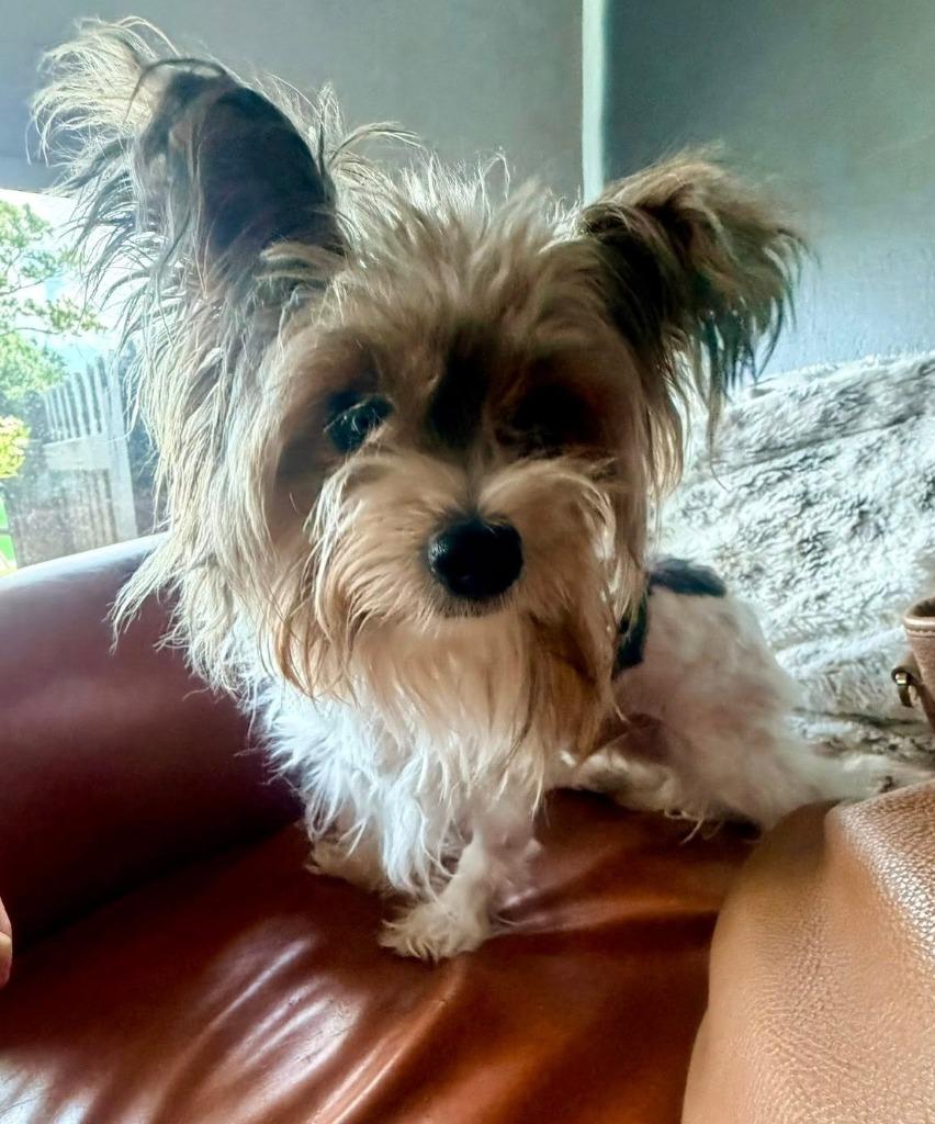 MORGAN, Adoptable, Adult Male Yorkshire Terrier.