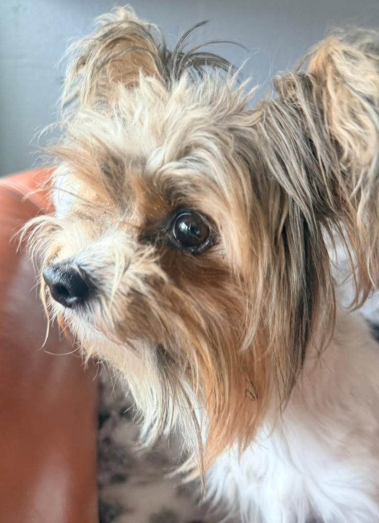Enlarge MORGAN, a Adoptable Yorkshire Terrier in Palm City, FL image 2/3