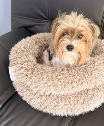 Enlarge MORGAN, a Adoptable Yorkshire Terrier in Palm City, FL image 3/3