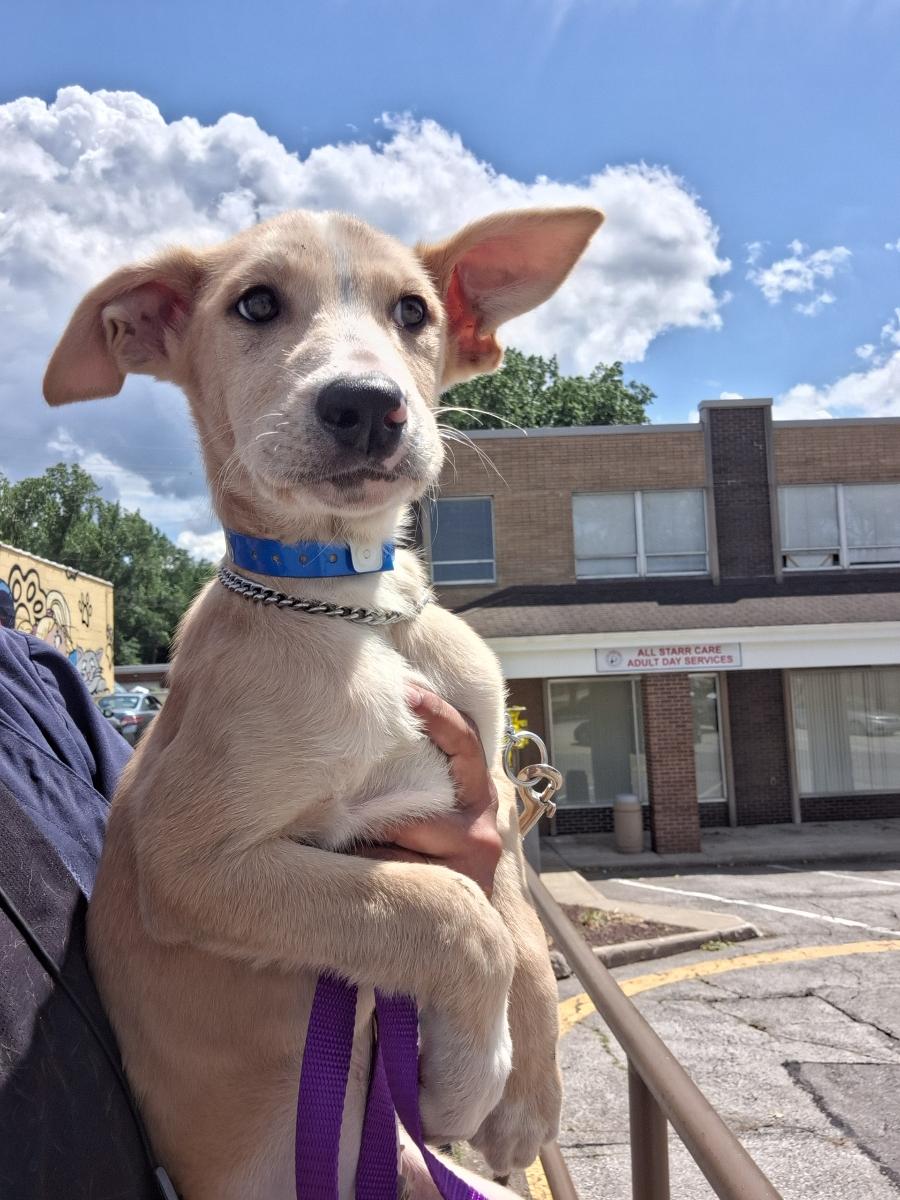Enlarge Butterscotch, an adoptable mixed breed in Parma, OH image 1/2