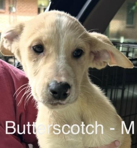 Enlarge Butterscotch, an adoptable mixed breed in Parma, OH image 2/2