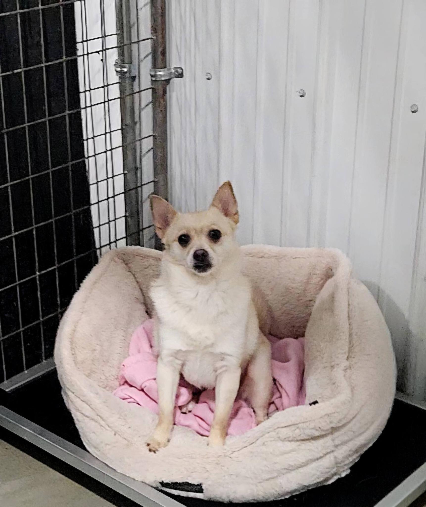 Miss Cha Cha Cha, an adopted Chihuahua in Hoopeston, IL image 2/2