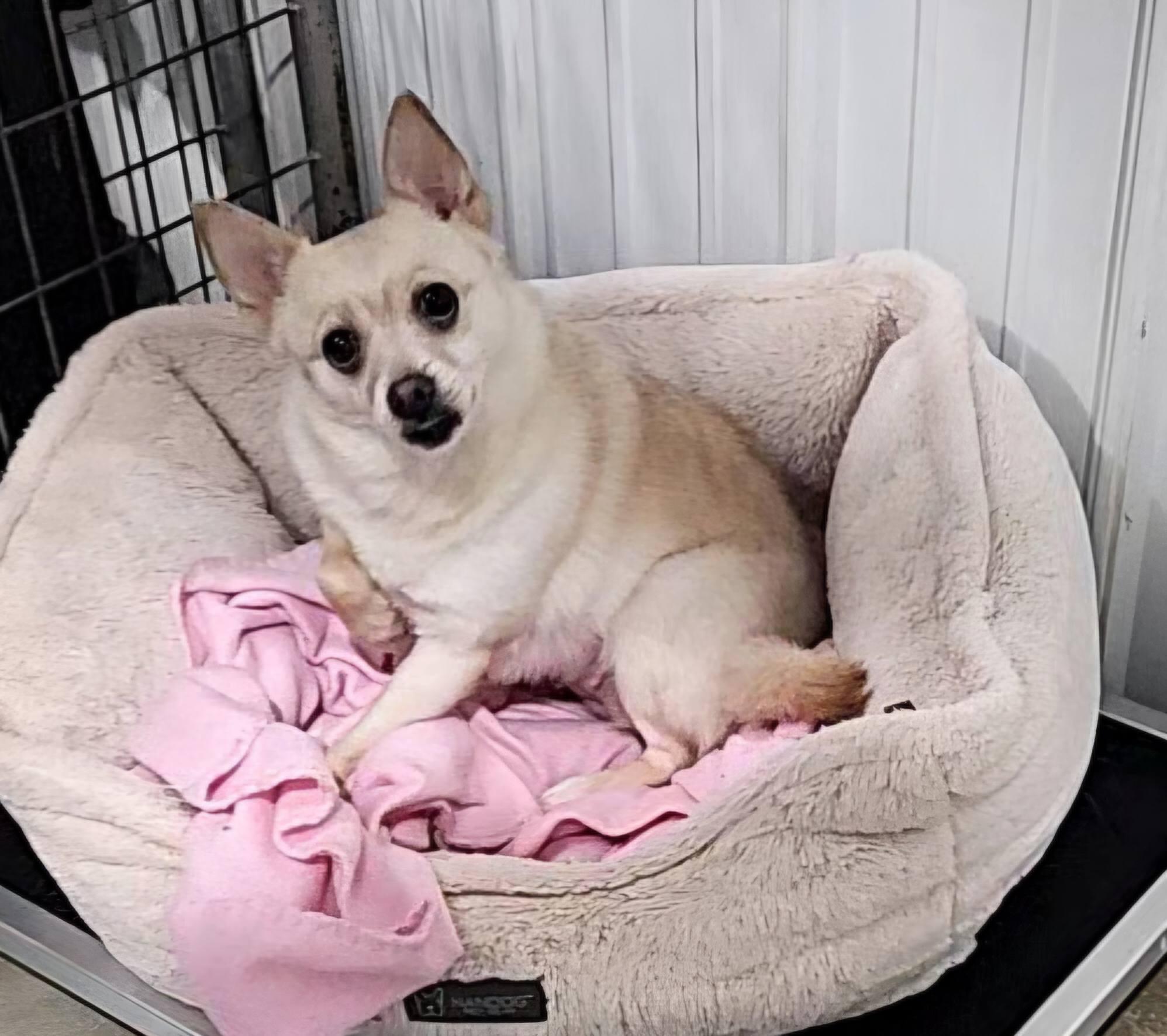 Miss Cha Cha Cha, adopted, Adult Female Chihuahua.