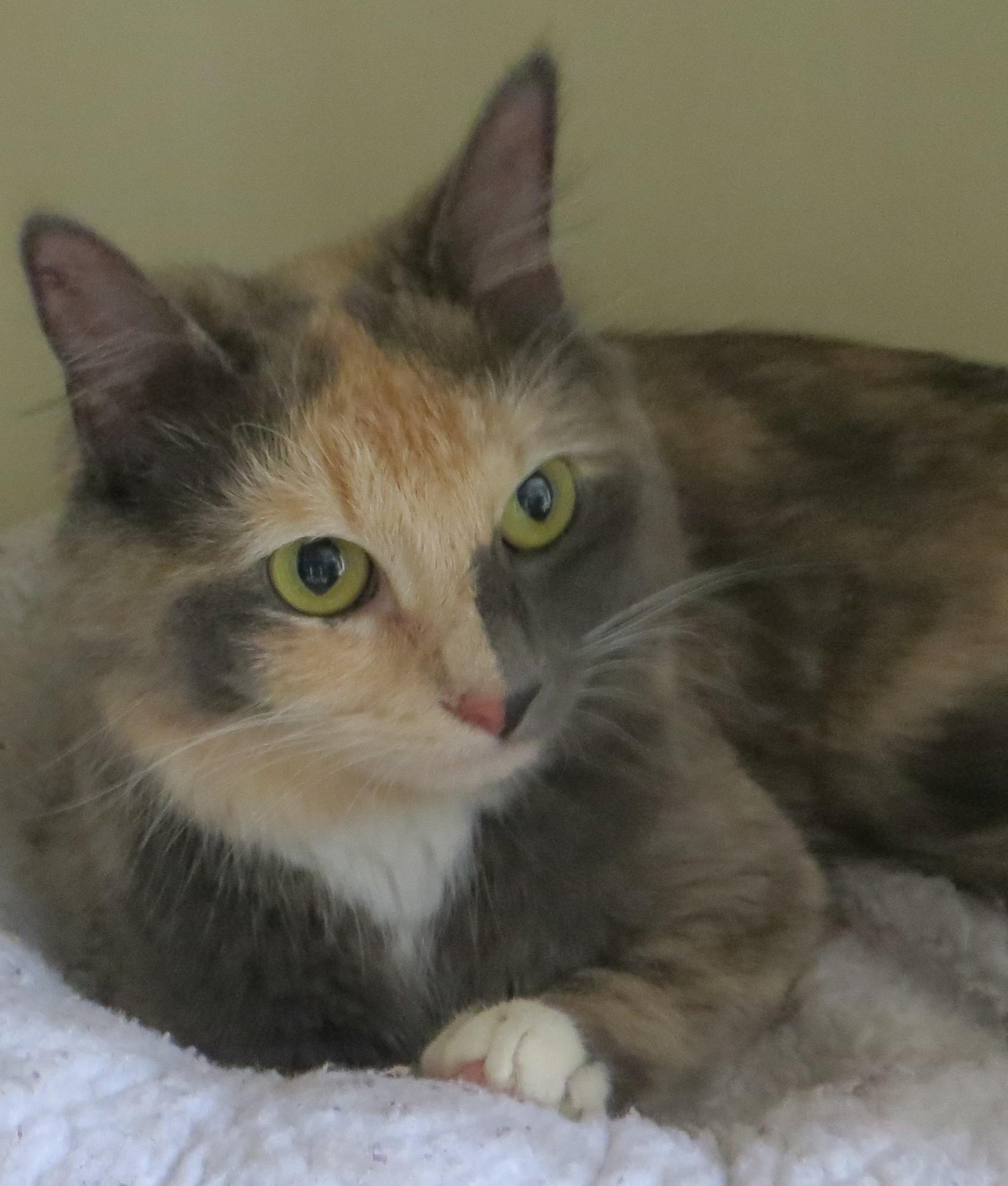 Enlarge TRINITY, a Adoptable Tortoiseshell in Taunton, MA image 4/5