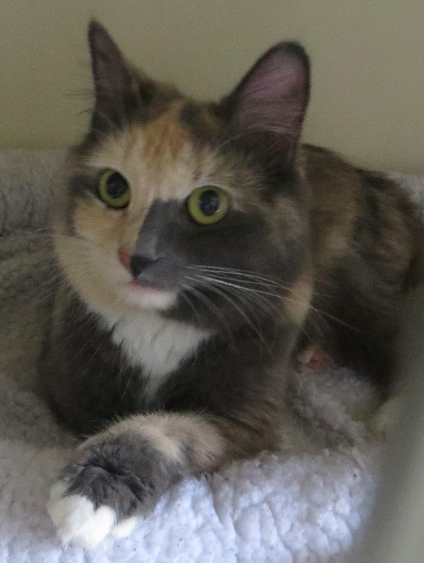 Enlarge TRINITY, a Adoptable Tortoiseshell in Taunton, MA image 3/5