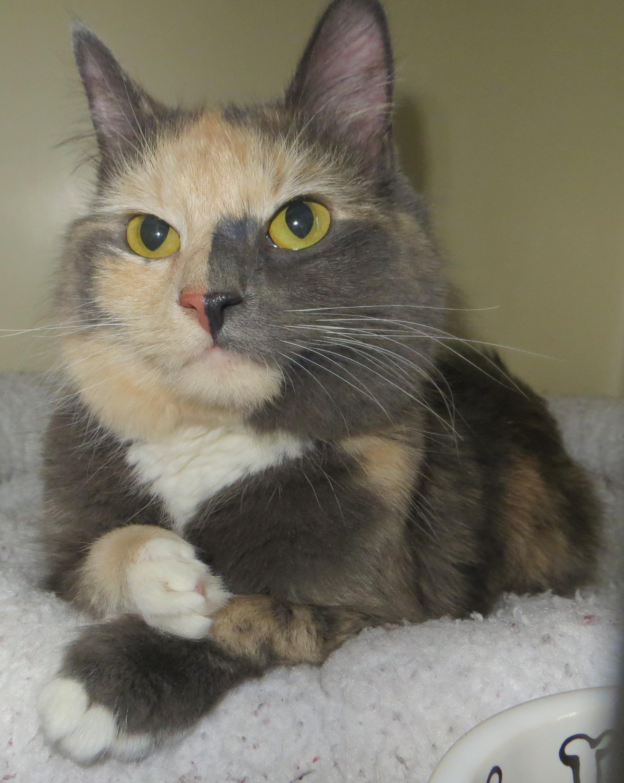 Enlarge TRINITY, a Adoptable Tortoiseshell in Taunton, MA image 2/5