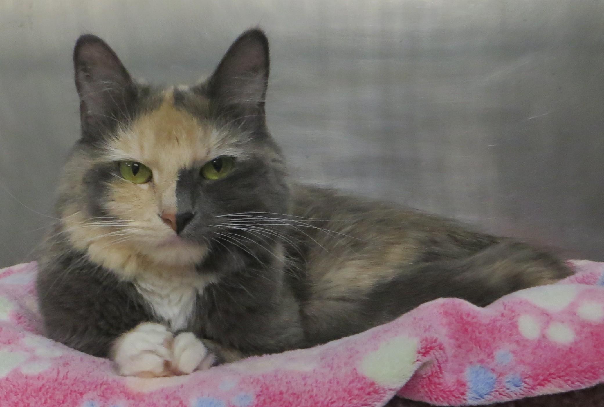 Enlarge TRINITY, a Adoptable Tortoiseshell in Taunton, MA image 1/5