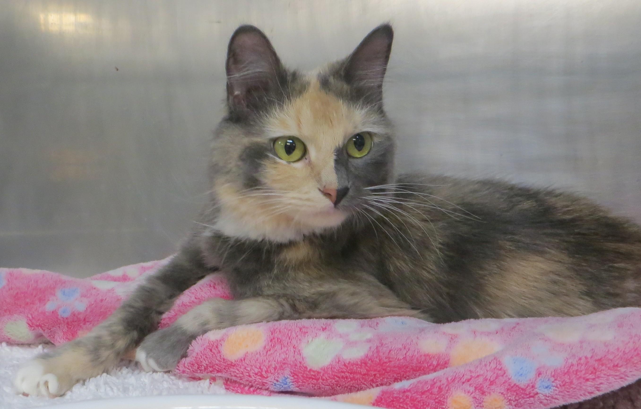 Enlarge TRINITY, a Adoptable Tortoiseshell in Taunton, MA image 5/5