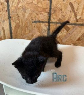 Arc, Adoptable, Kitten Male Domestic Short Hair.