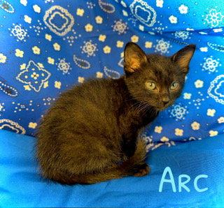 Arc, a Adoptable Domestic Short Hair in Pleasanton, TX image 2/3