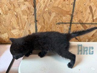 Arc, a Adoptable Domestic Short Hair in Pleasanton, TX image 3/3