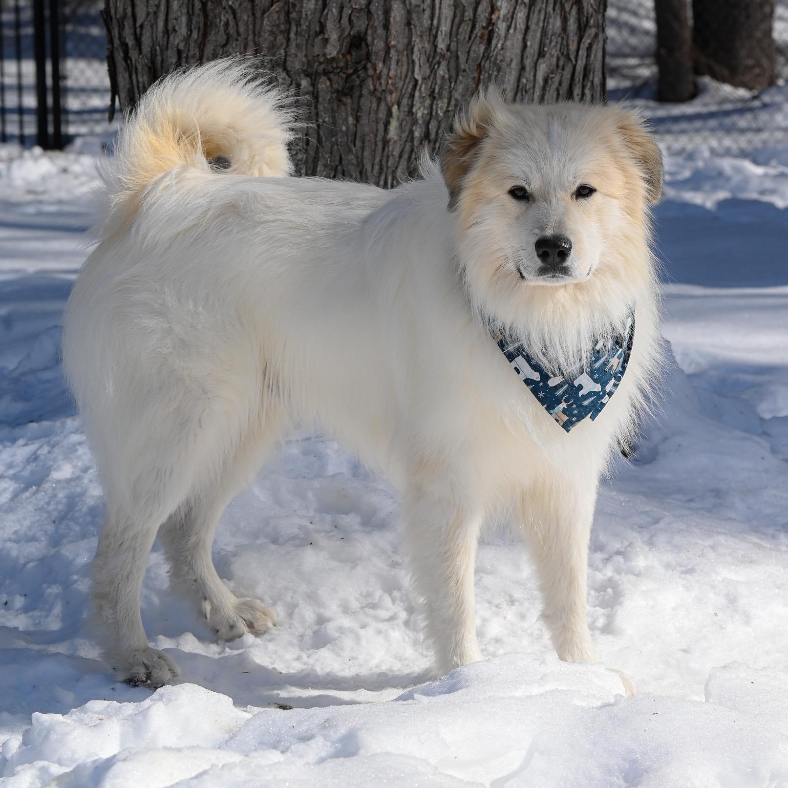 Rykard, adoptable, Young Male Great Pyrenees.