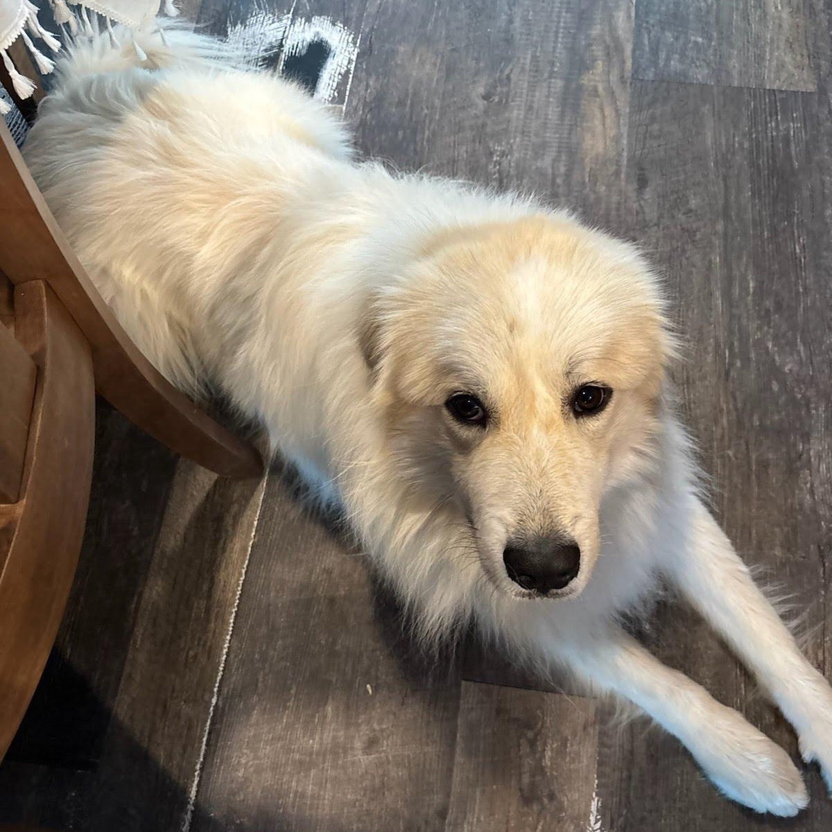 Enlarge Rykard, an adoptable mixed breed in Hopkinton, MA image 6/6