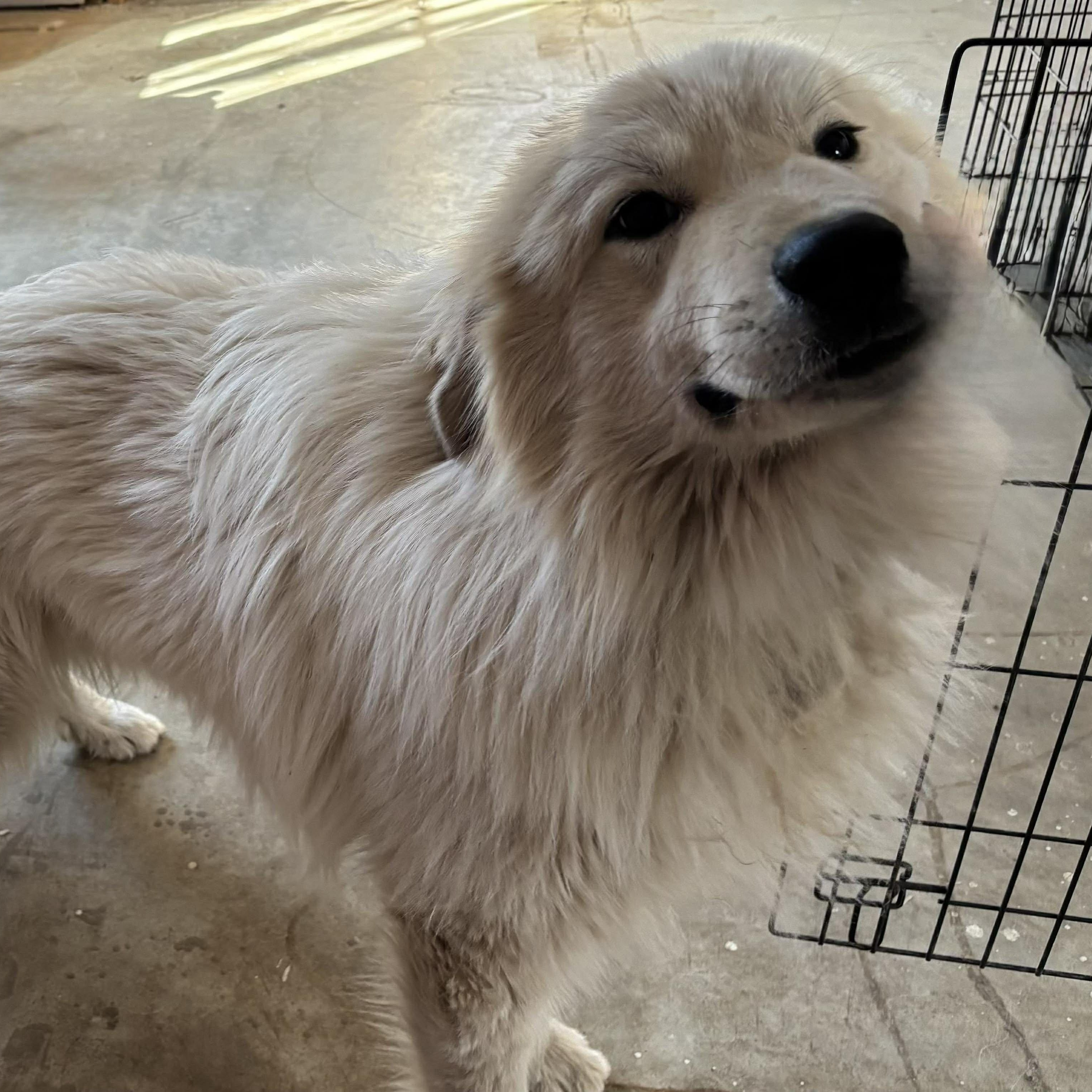 Enlarge Rykard, an adoptable mixed breed in Hopkinton, MA image 2/6