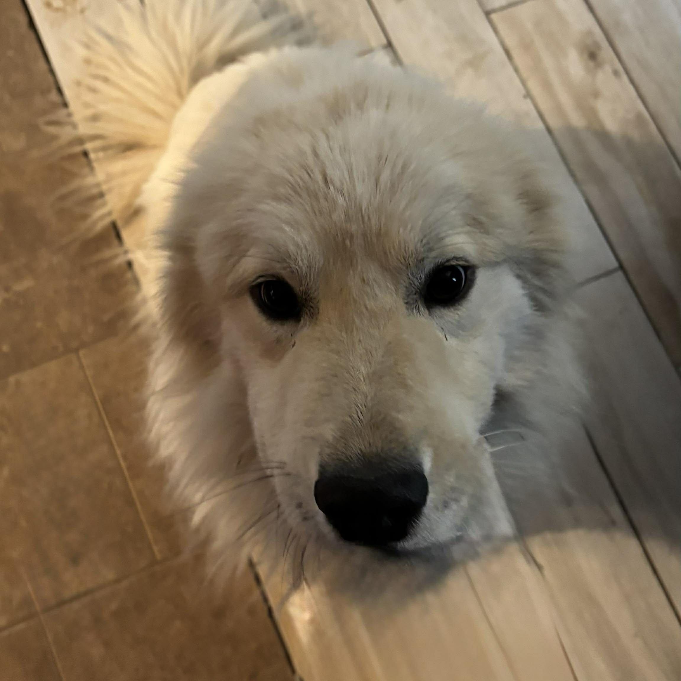 Enlarge Rykard, an adoptable mixed breed in Hopkinton, MA image 4/6