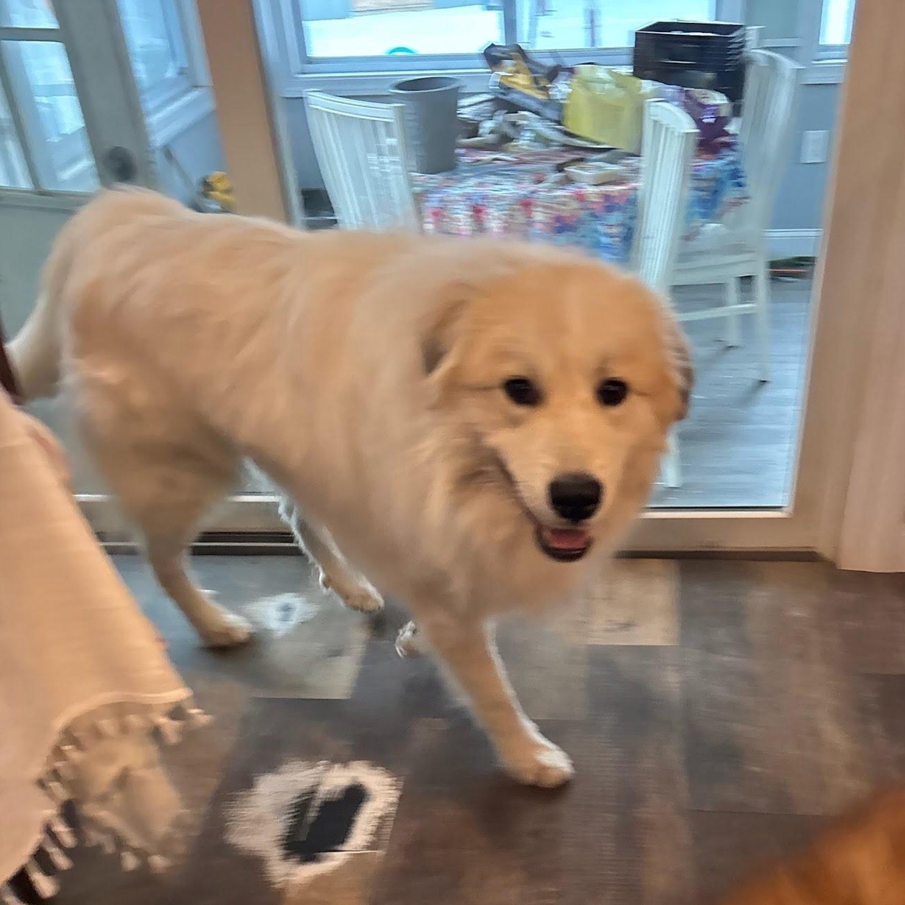 Enlarge Rykard, an adoptable mixed breed in Hopkinton, MA image 5/6