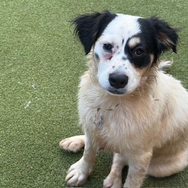 Enlarge TILBURY, a Adoptable mixed breed in cheyenne, WY image 5/5