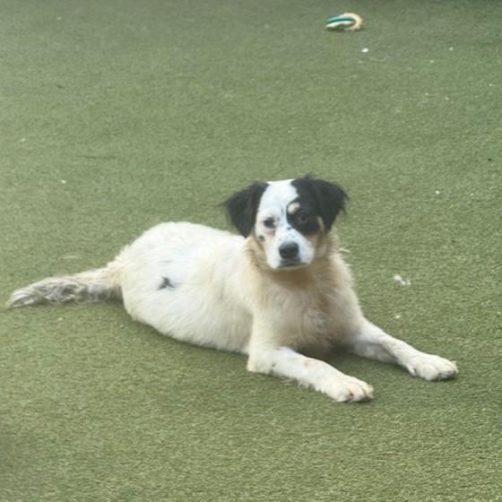 Enlarge TILBURY, a Adoptable mixed breed in cheyenne, WY image 4/5