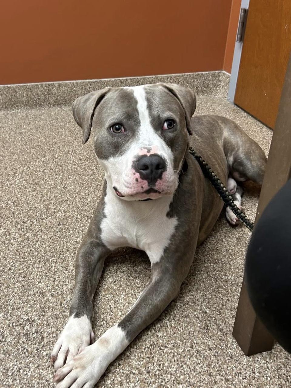 Enlarge Tank , a ADOPTABLE mixed breed in Greenwood, IN image 2/6