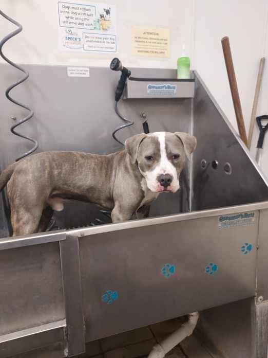 Enlarge Tank , a ADOPTABLE mixed breed in Greenwood, IN image 3/6