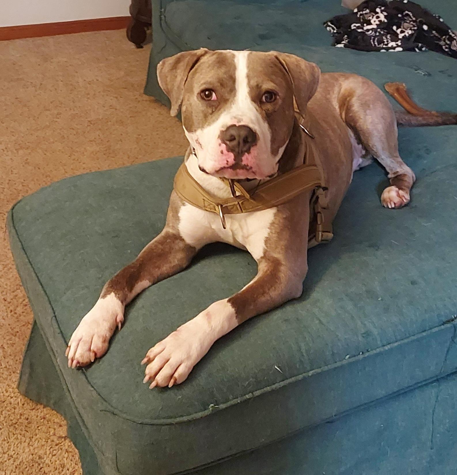 Enlarge Tank , a ADOPTABLE mixed breed in Greenwood, IN image 1/6