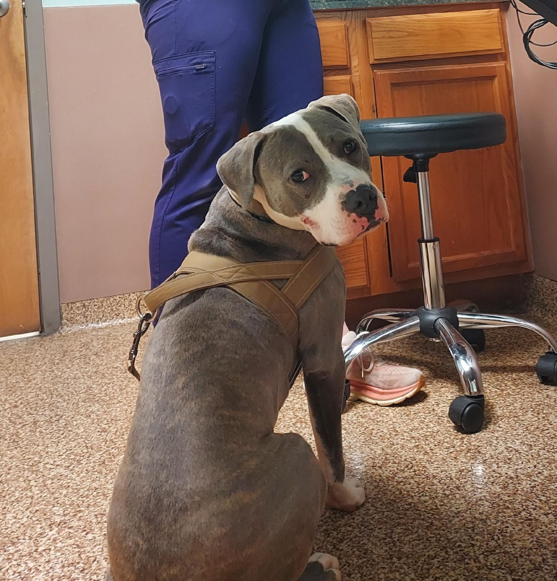 Enlarge Tank , a ADOPTABLE mixed breed in Greenwood, IN image 5/6