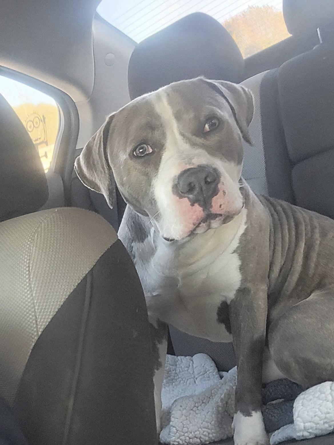 Enlarge Tank , a ADOPTABLE mixed breed in Greenwood, IN image 4/6