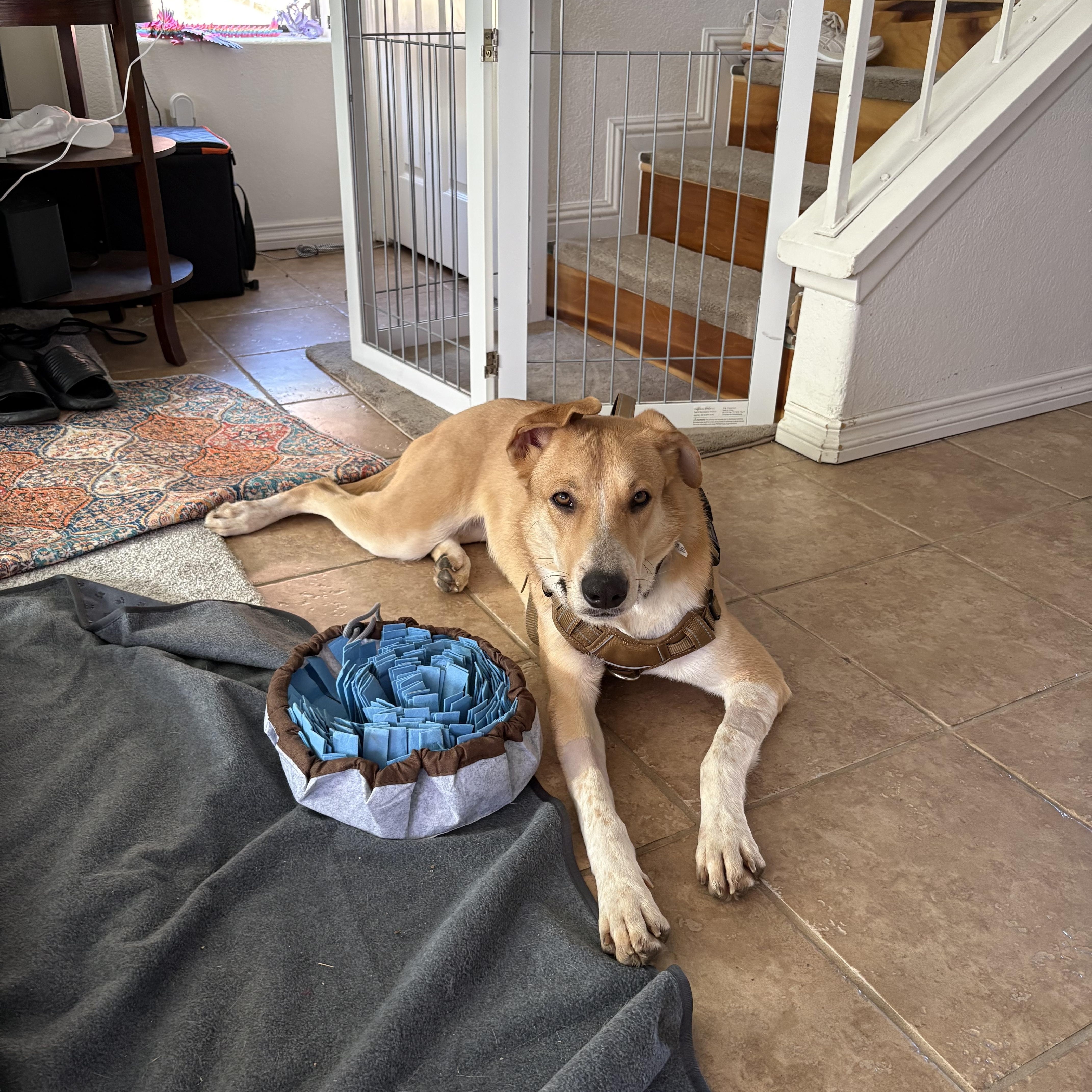 Enlarge Jovie, an adopted mixed breed in Putnam, CT image 3/4