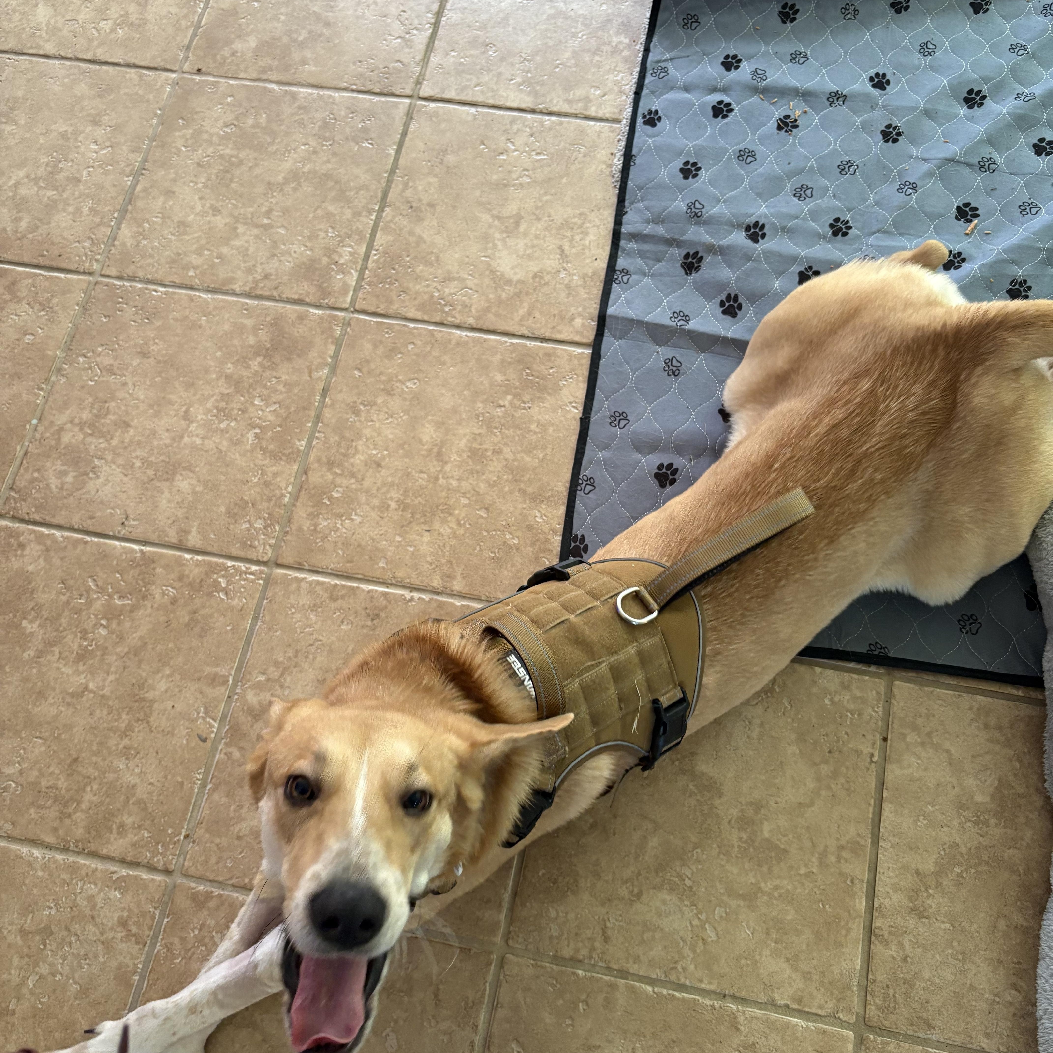Enlarge Jovie, an adopted mixed breed in Putnam, CT image 4/4