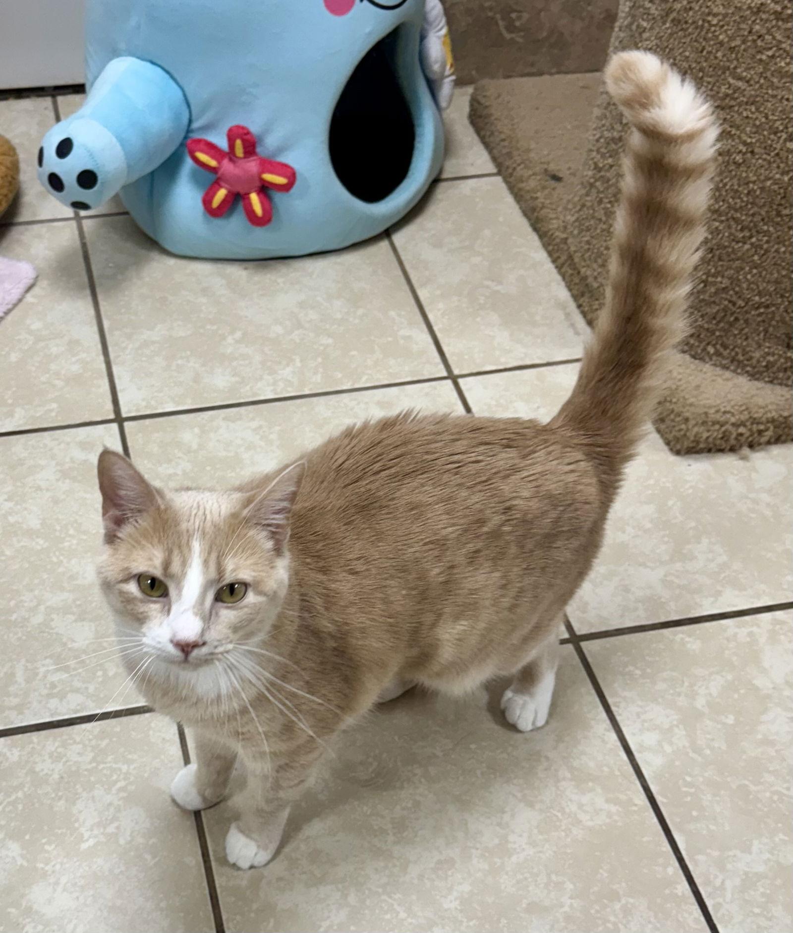 Enlarge Kameko NC, a Adoptable Domestic Short Hair in Satellite Beach, FL image 1/3