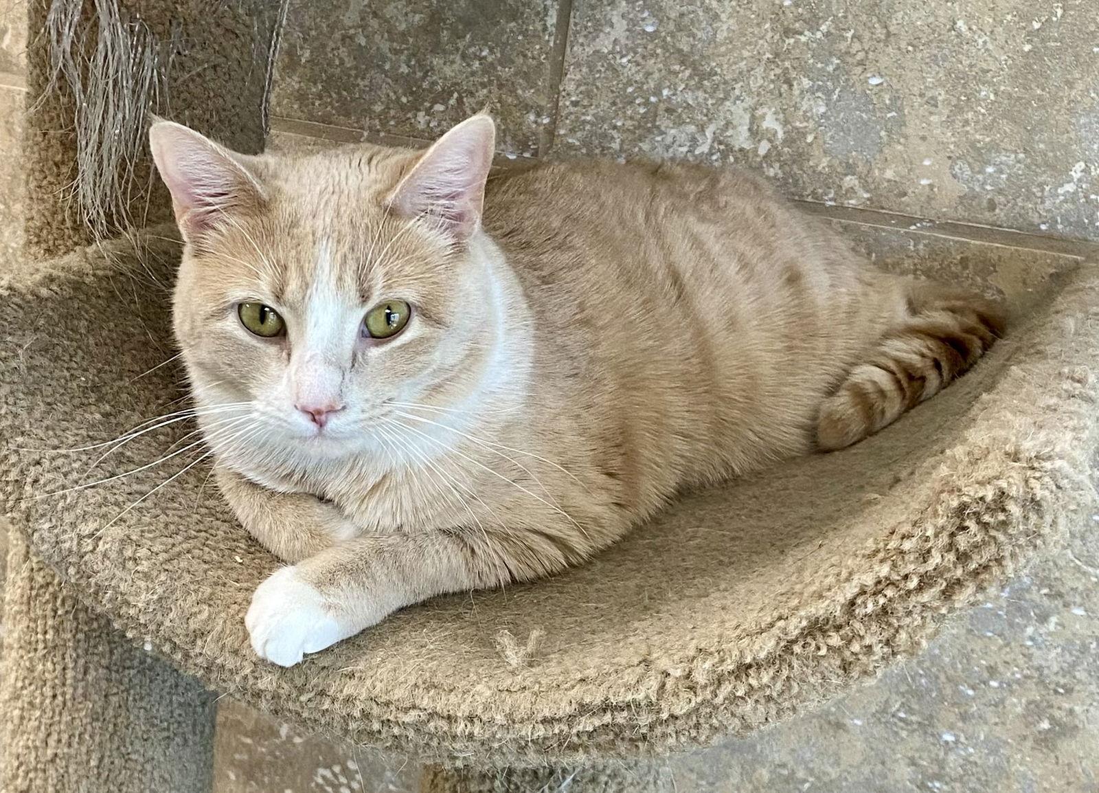 Kameko NC, Adoptable, Adult Female Domestic Short Hair.