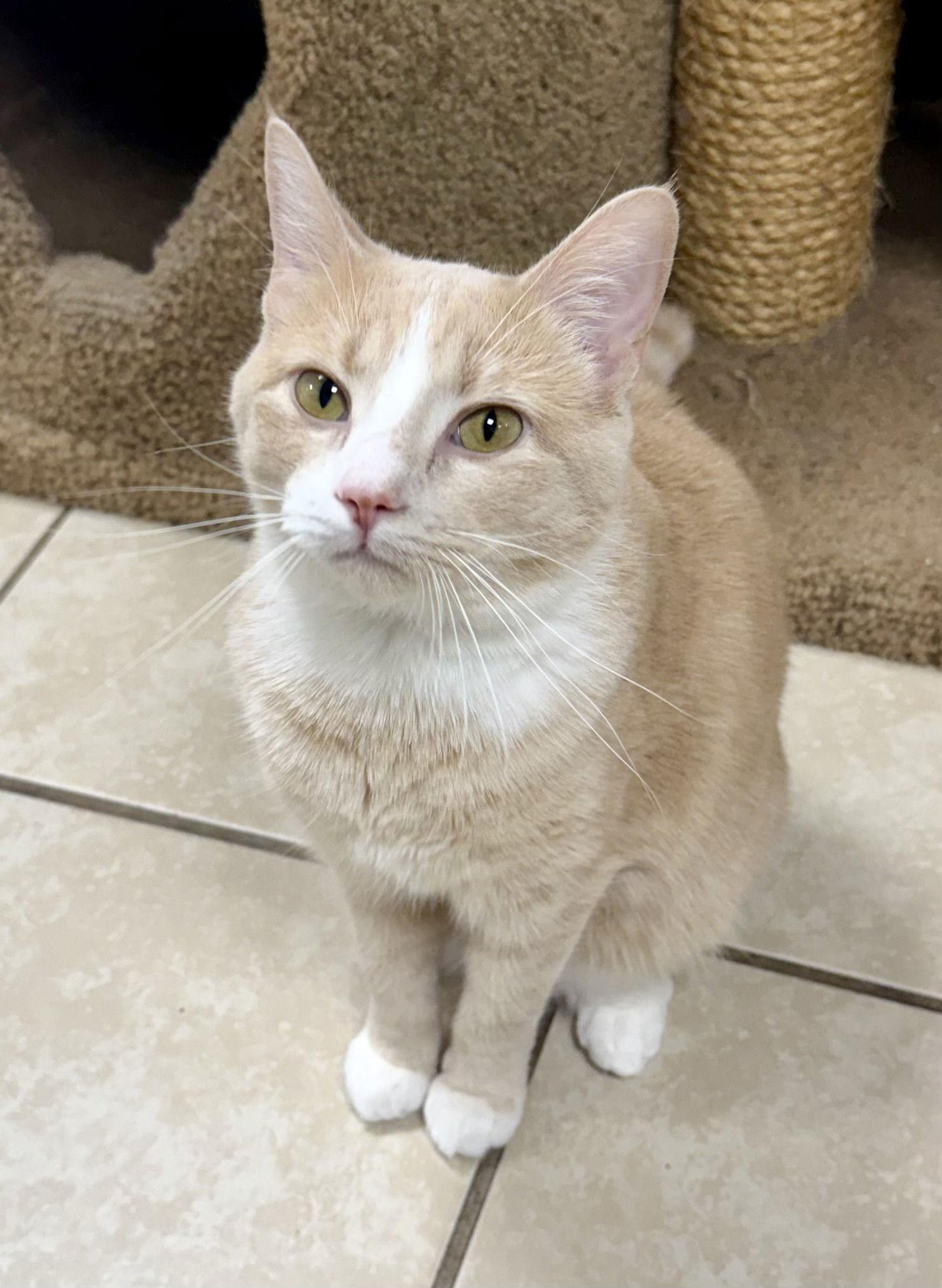 Enlarge Kameko NC, a Adoptable Domestic Short Hair in Satellite Beach, FL image 2/3