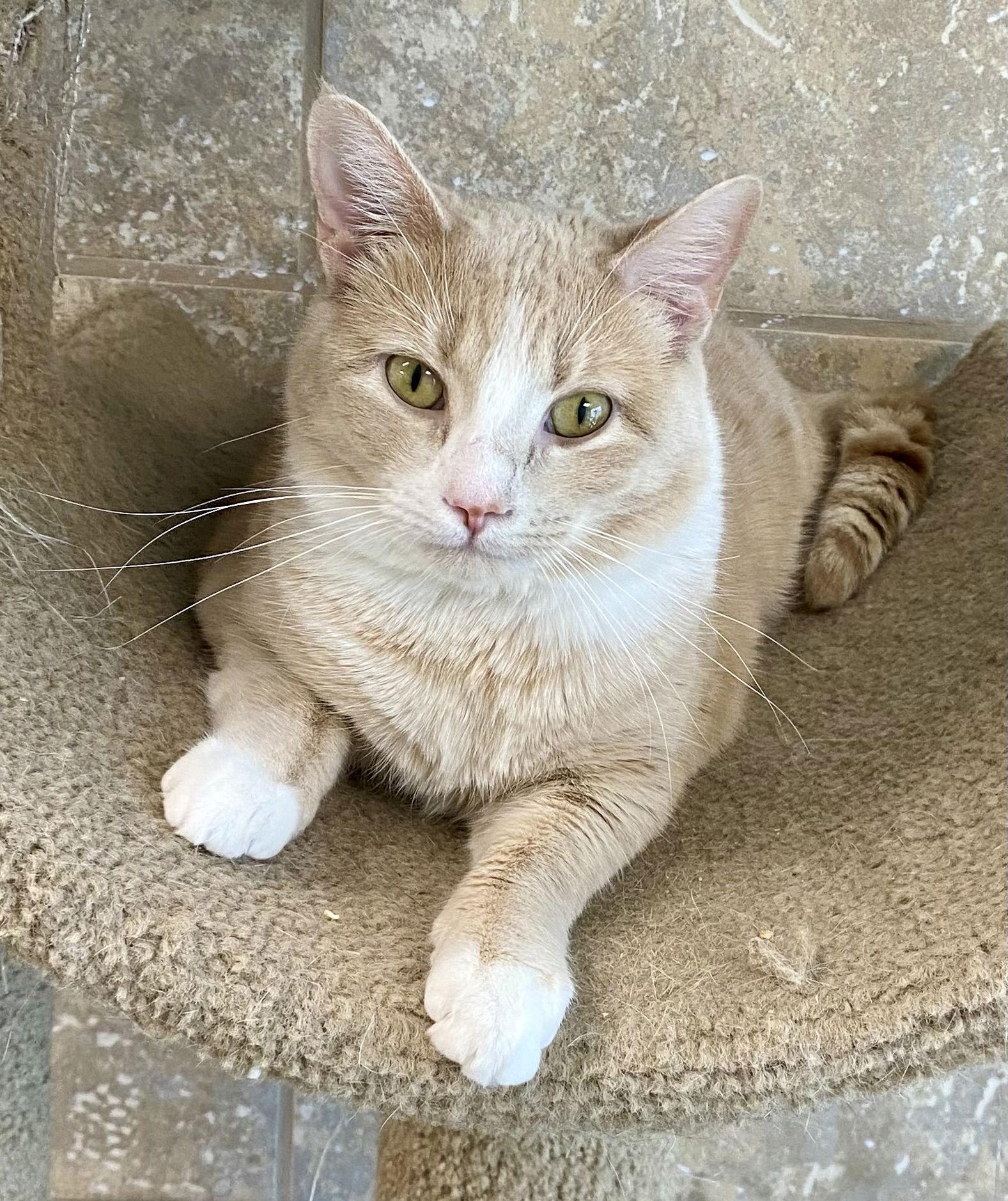 Kameko NC, a Adoptable Domestic Short Hair in Satellite Beach, FL image 2/3