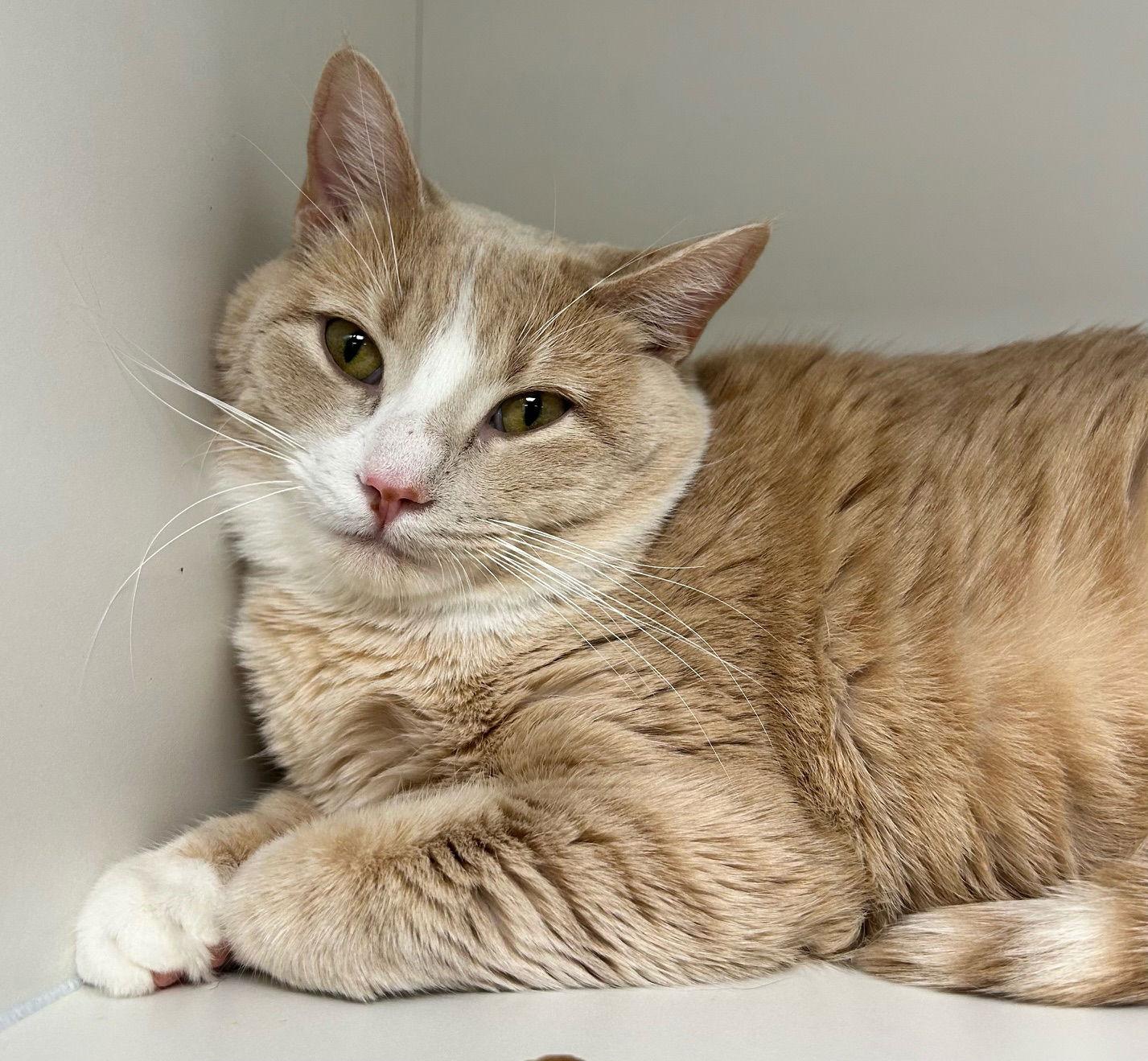 Kameko NC, a Adoptable Domestic Short Hair in Satellite Beach, FL image 3/3