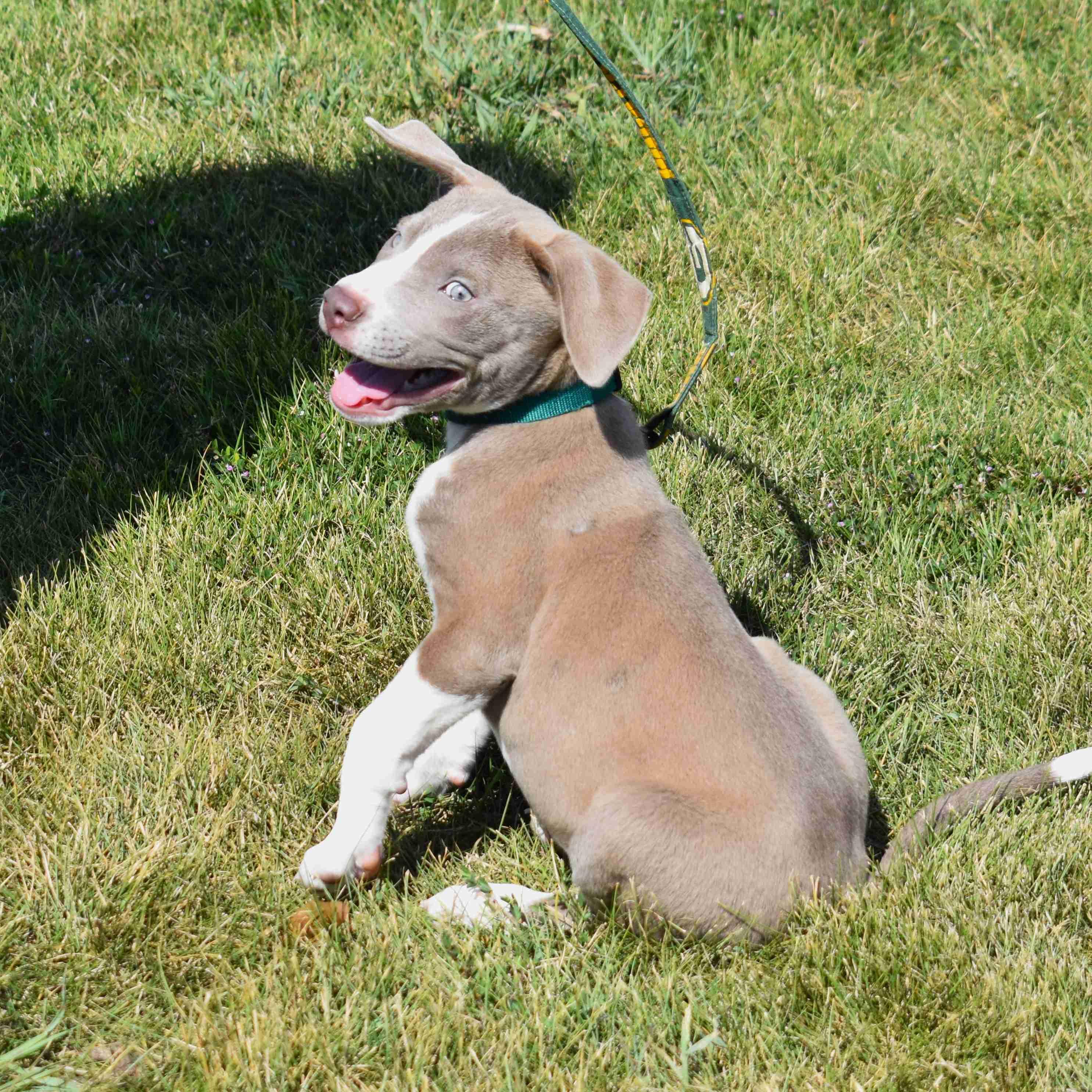 Enlarge Spud, a Adopted mixed breed in Searcy, AR image 6/6