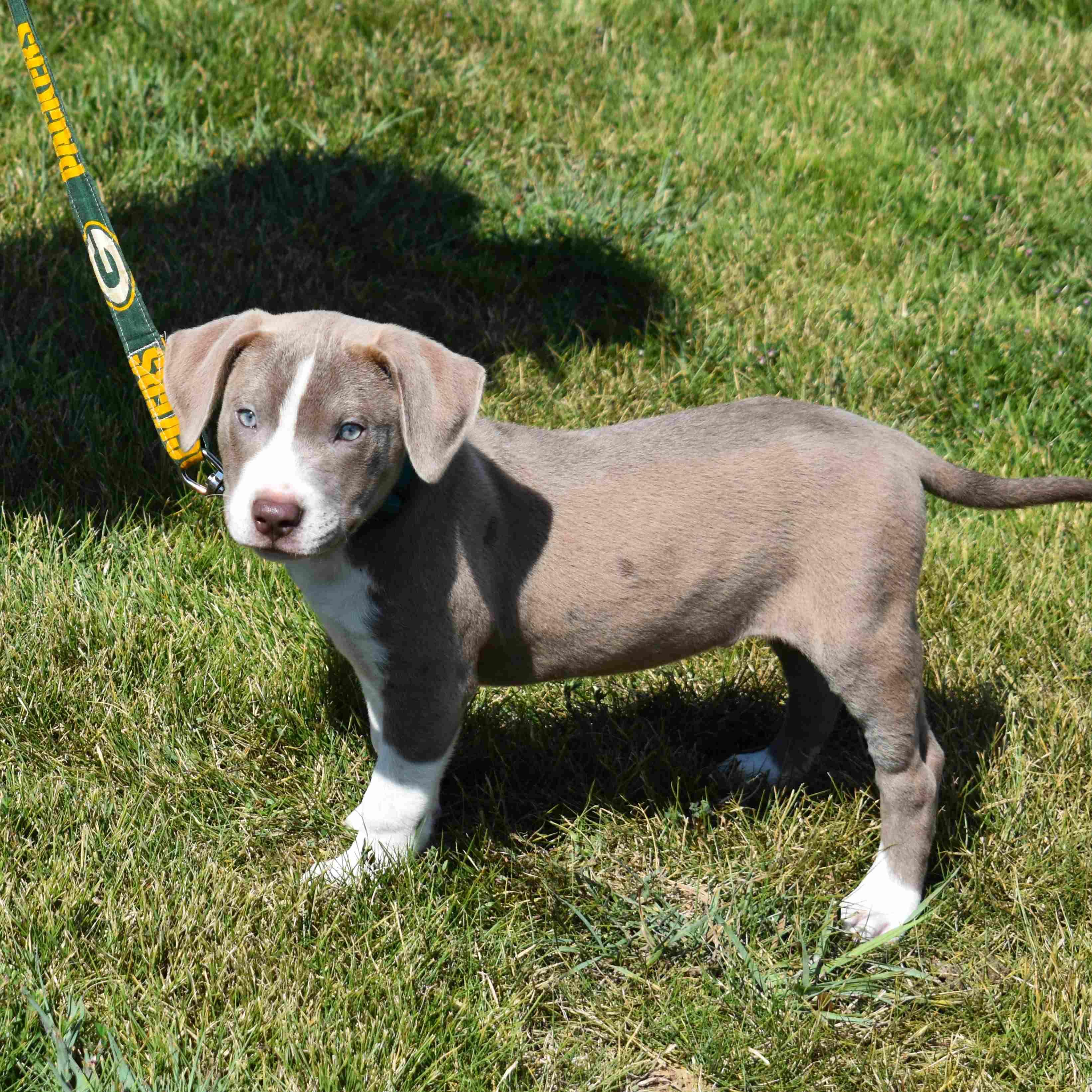 Enlarge Spud, a Adopted mixed breed in Searcy, AR image 2/6