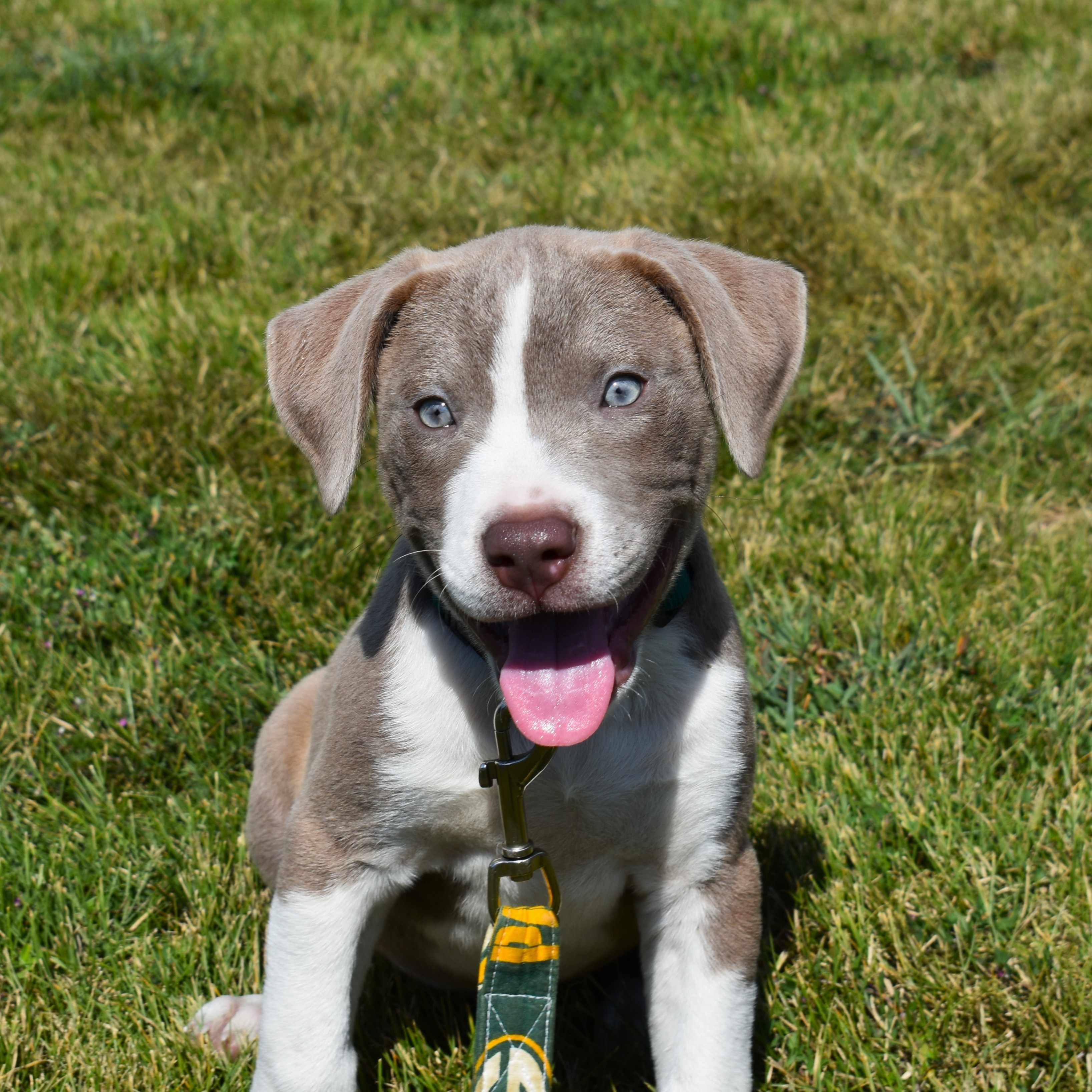 Spud, Adopted, Puppy Male Pit Bull Terrier.