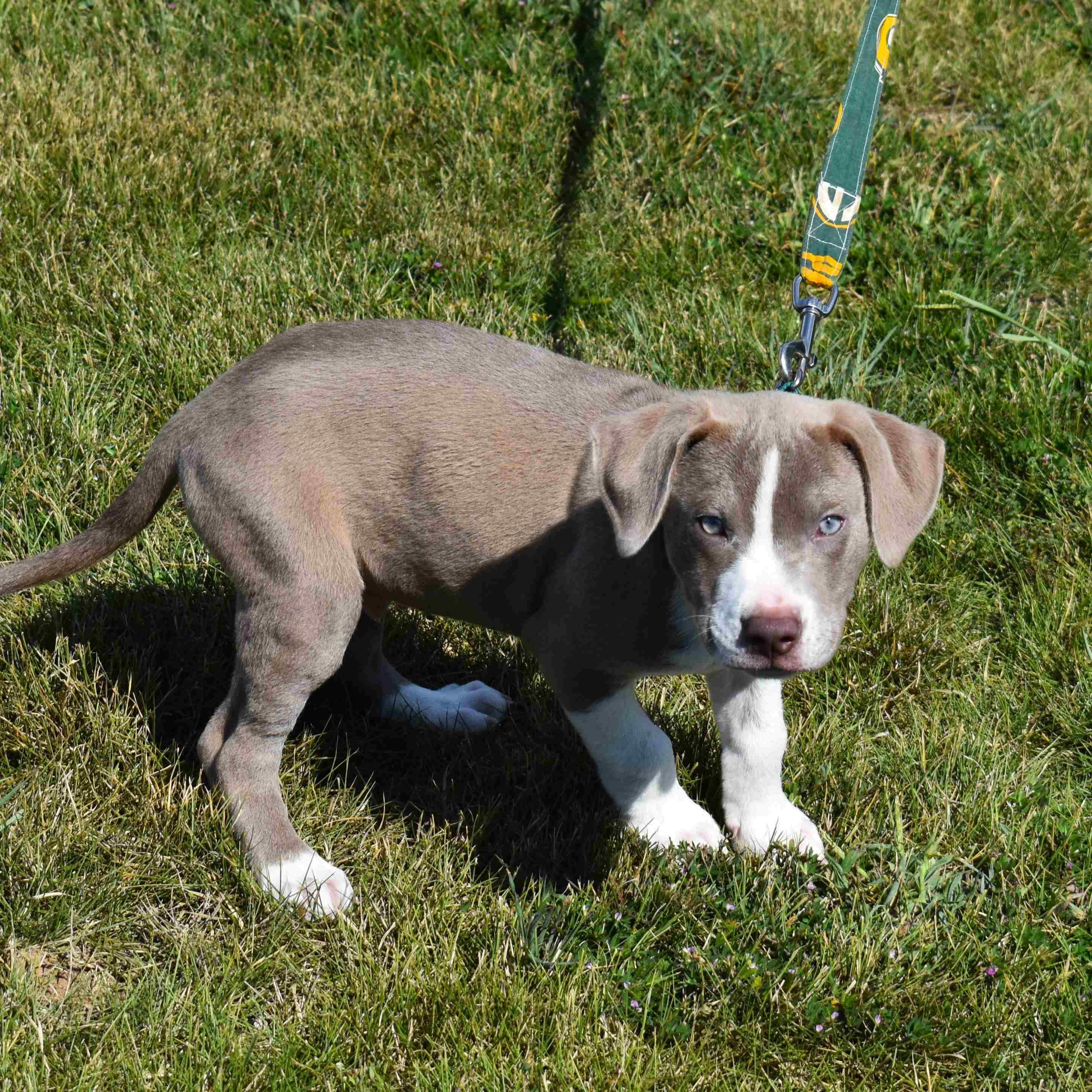 Enlarge Spud, a Adopted mixed breed in Searcy, AR image 3/6