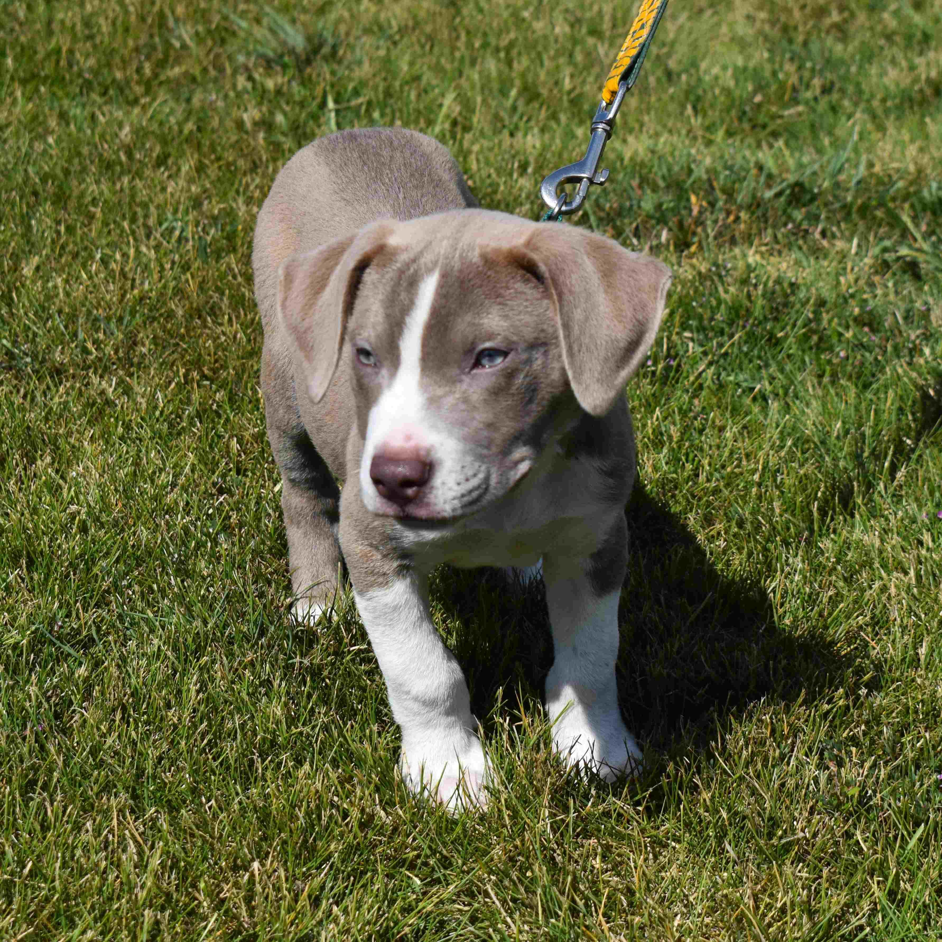 Enlarge Spud, a Adopted mixed breed in Searcy, AR image 5/6