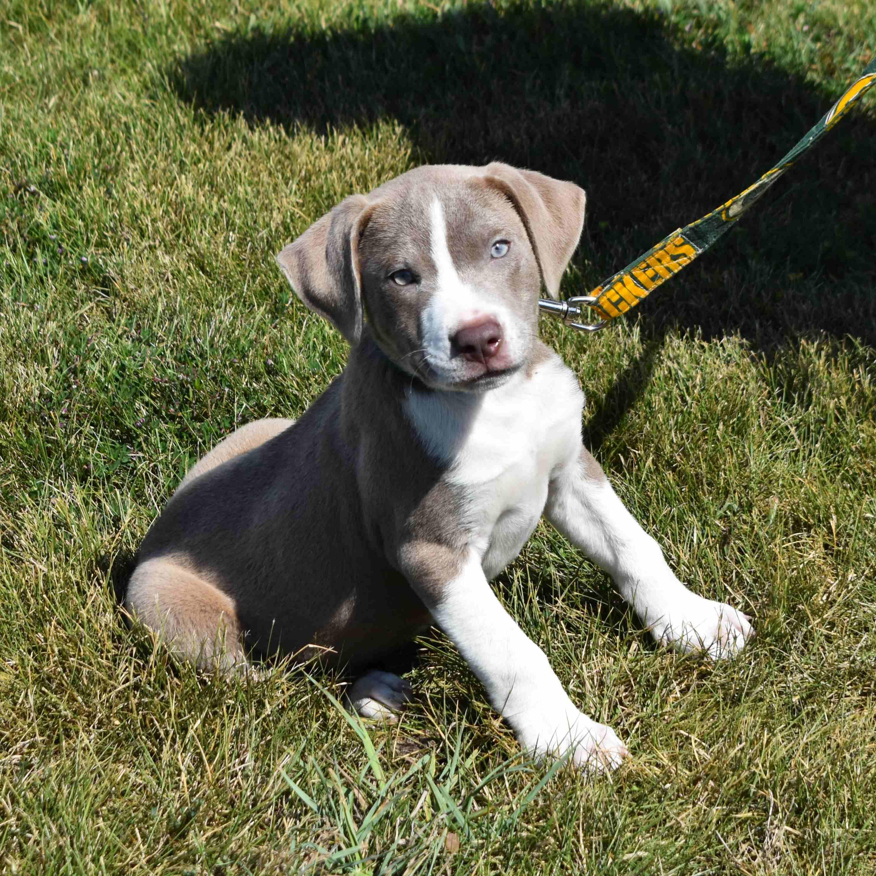 Enlarge Spud, a Adopted mixed breed in Searcy, AR image 4/6