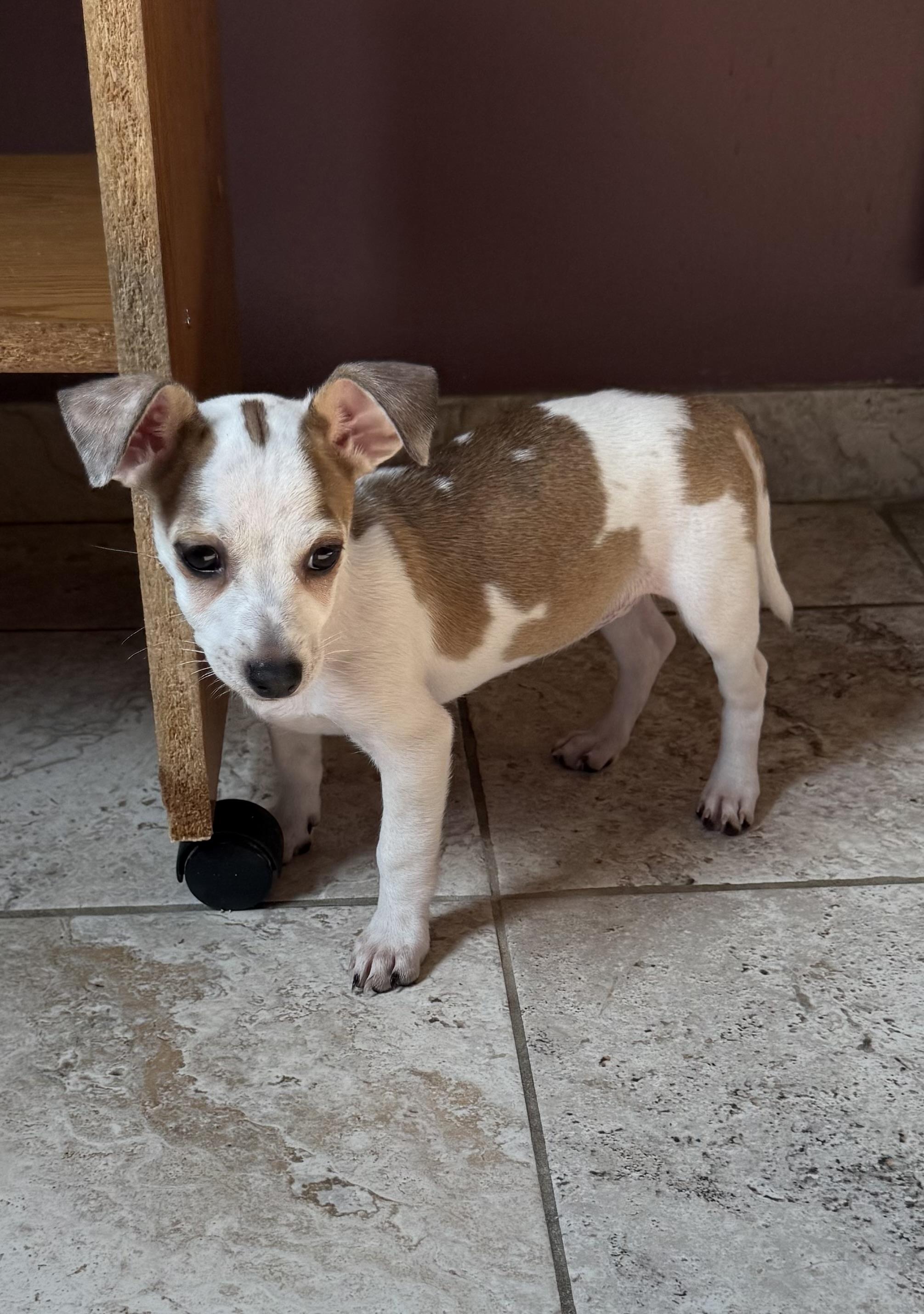 Enlarge Bayberry, a Adoptable mixed breed in Kentwood, MI image 5/6
