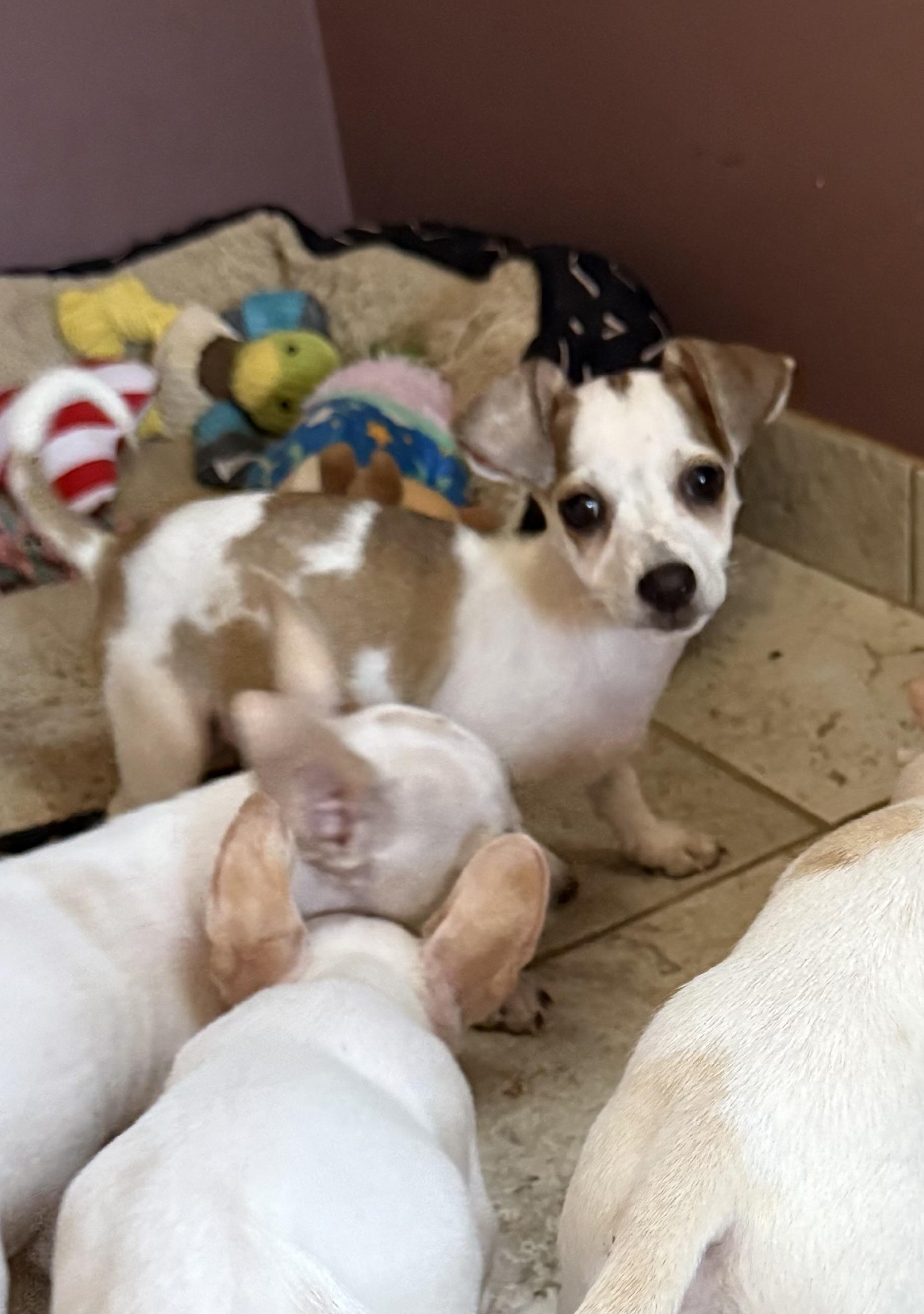 Enlarge Bayberry, a Adoptable mixed breed in Kentwood, MI image 3/6