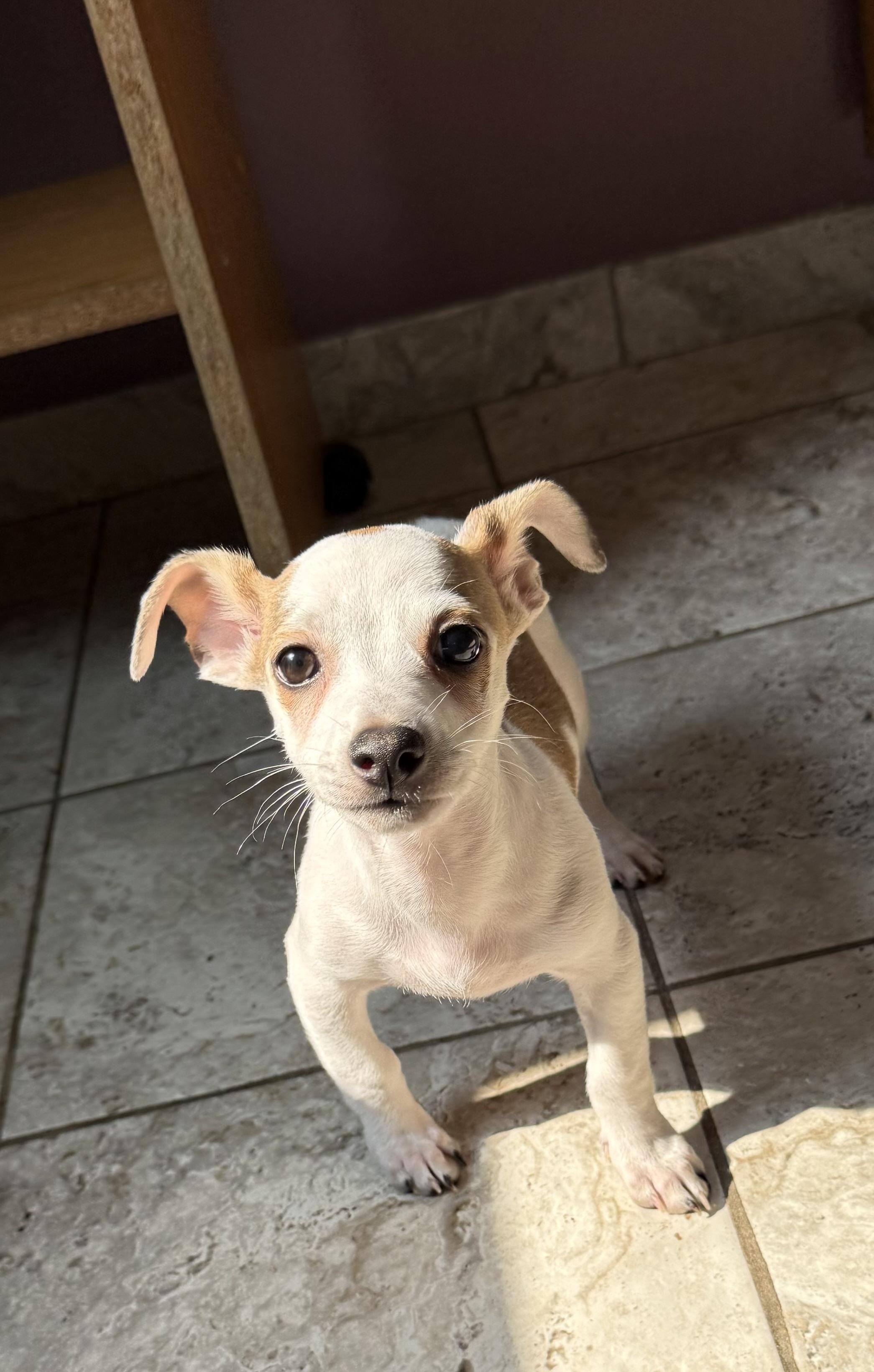 Enlarge Bayberry, a Adoptable mixed breed in Kentwood, MI image 4/6