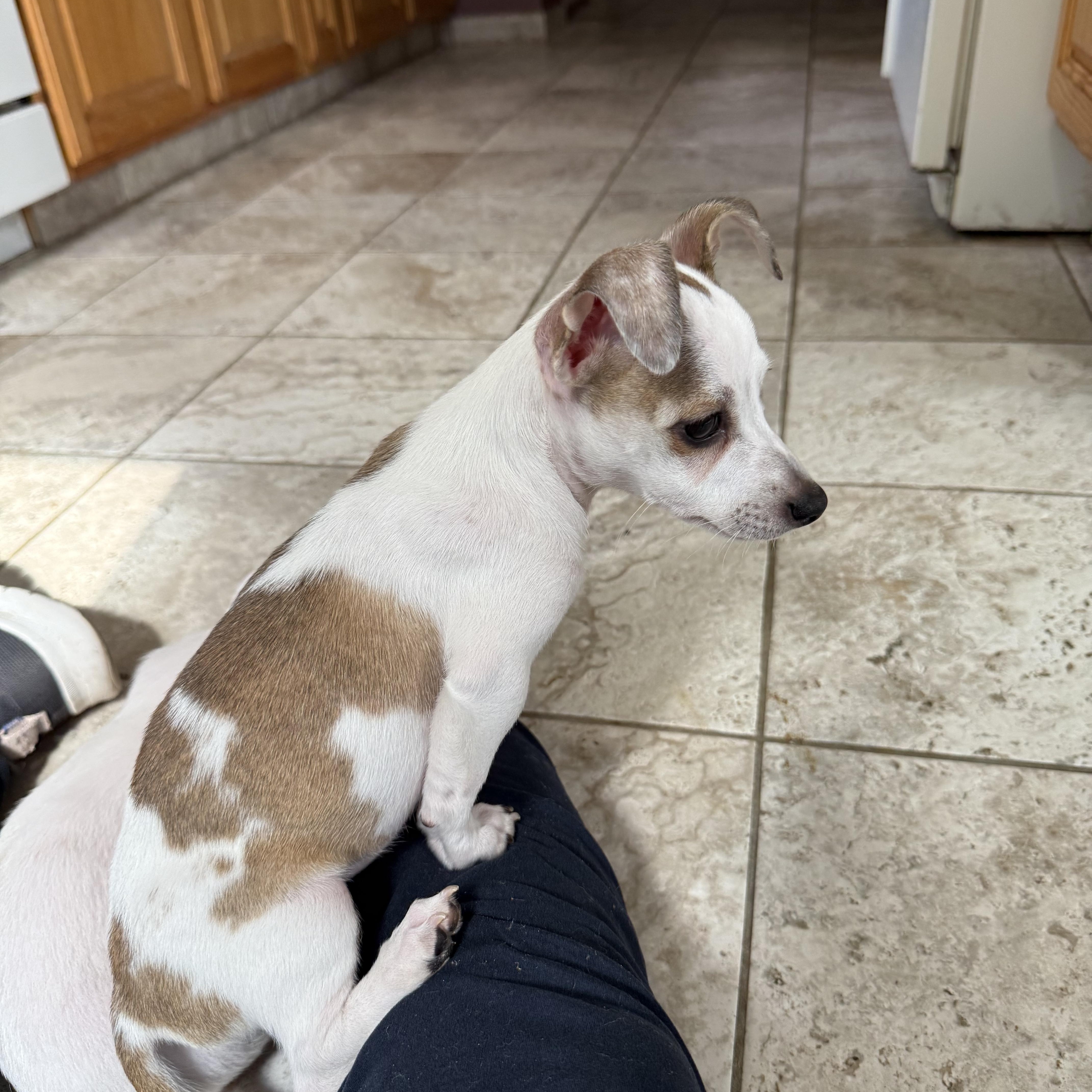 Enlarge Bayberry, a Adoptable mixed breed in Kentwood, MI image 6/6