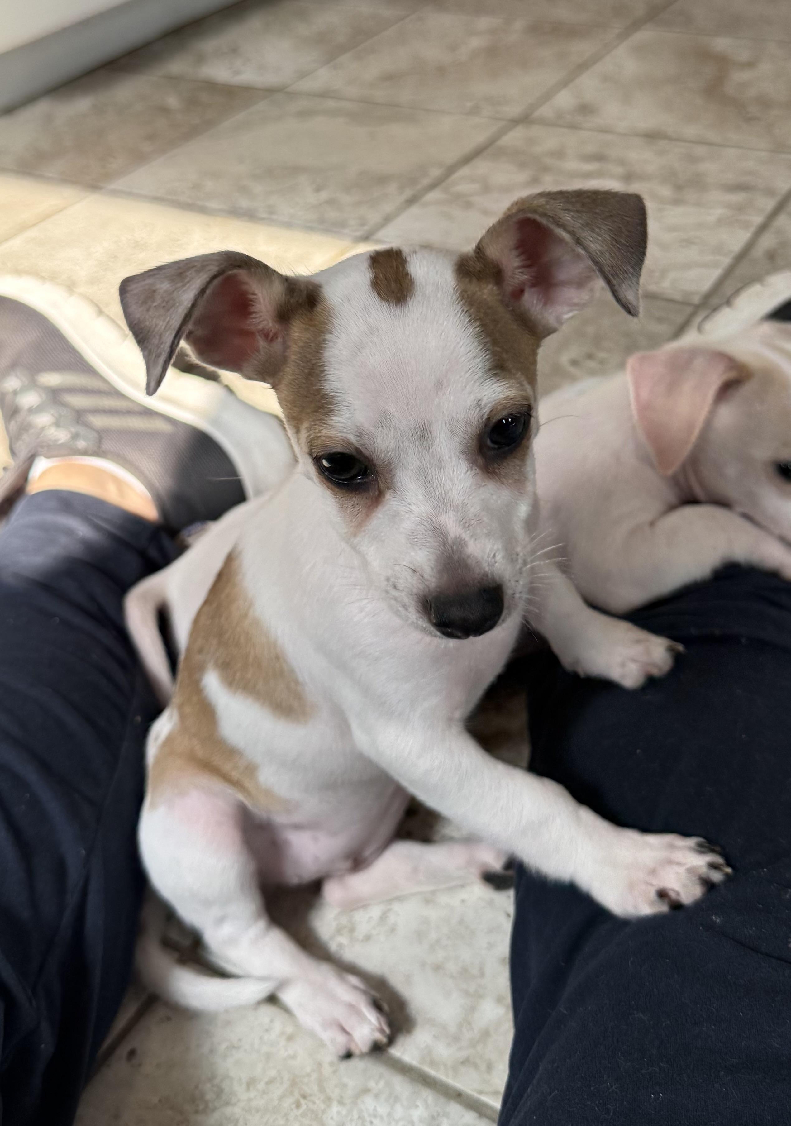 Bayberry, Adoptable, Puppy Female Chihuahua.