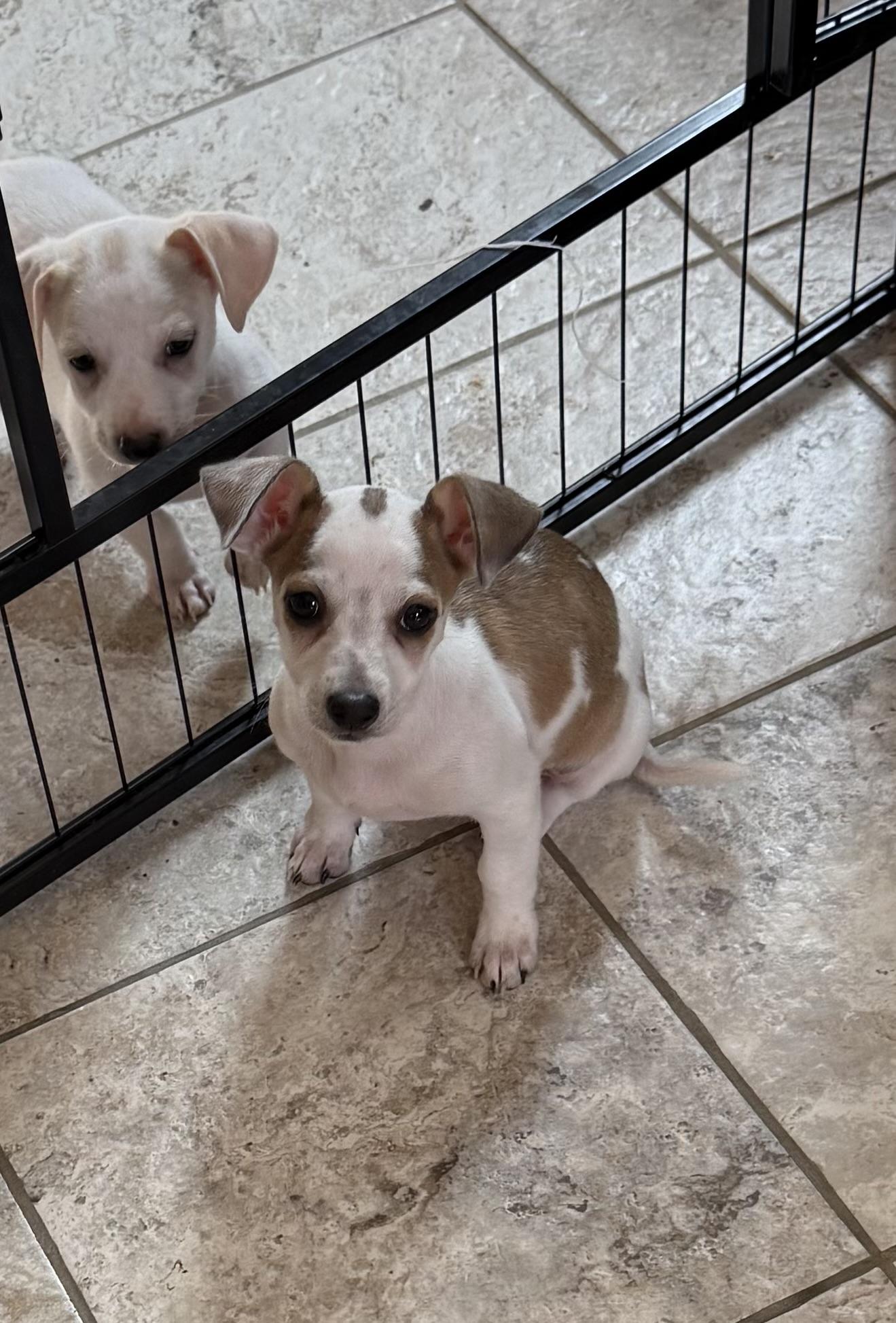 Enlarge Bayberry, a Adoptable mixed breed in Kentwood, MI image 2/6