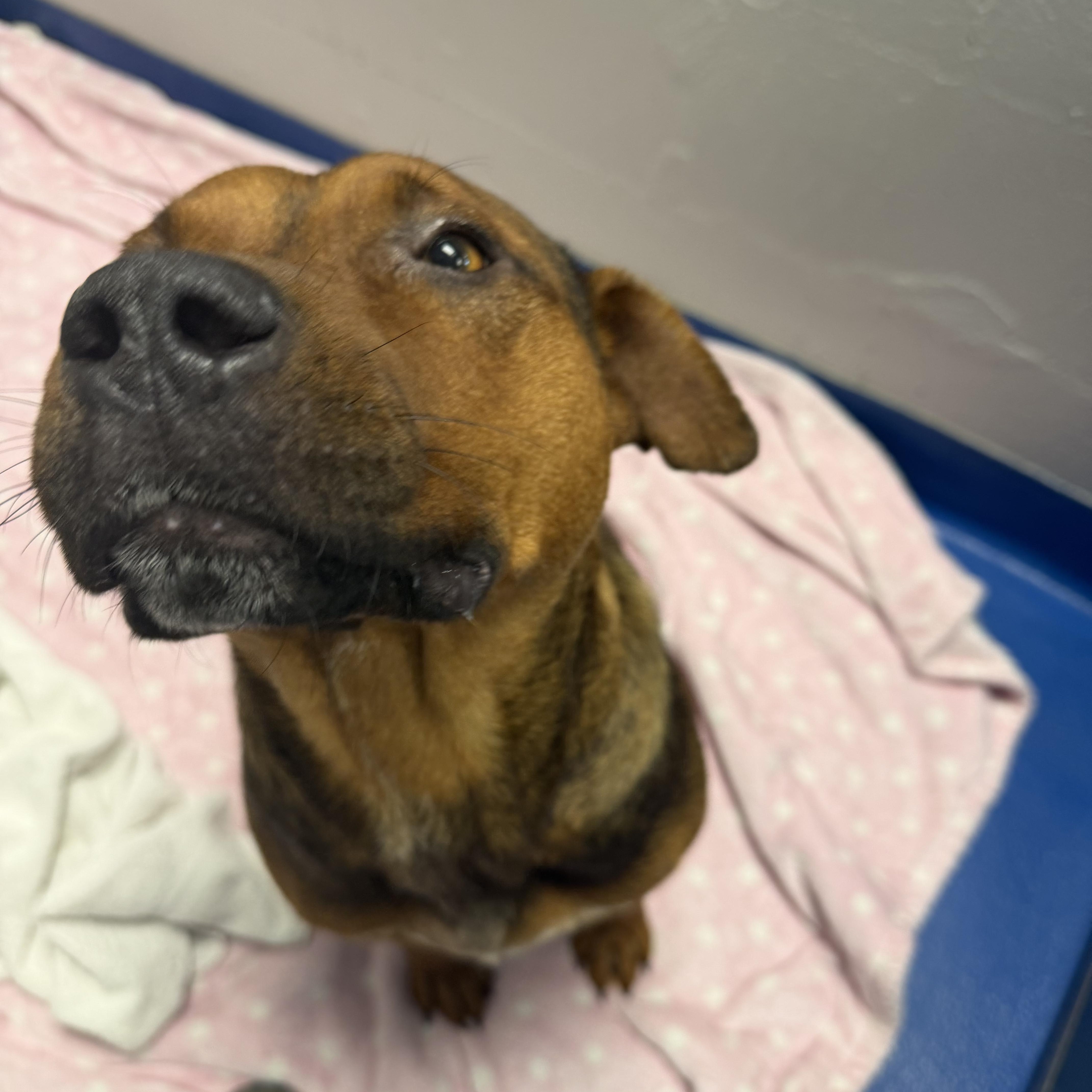 Enlarge Arnold, a Adoptable mixed breed in Lancaster, SC image 3/4