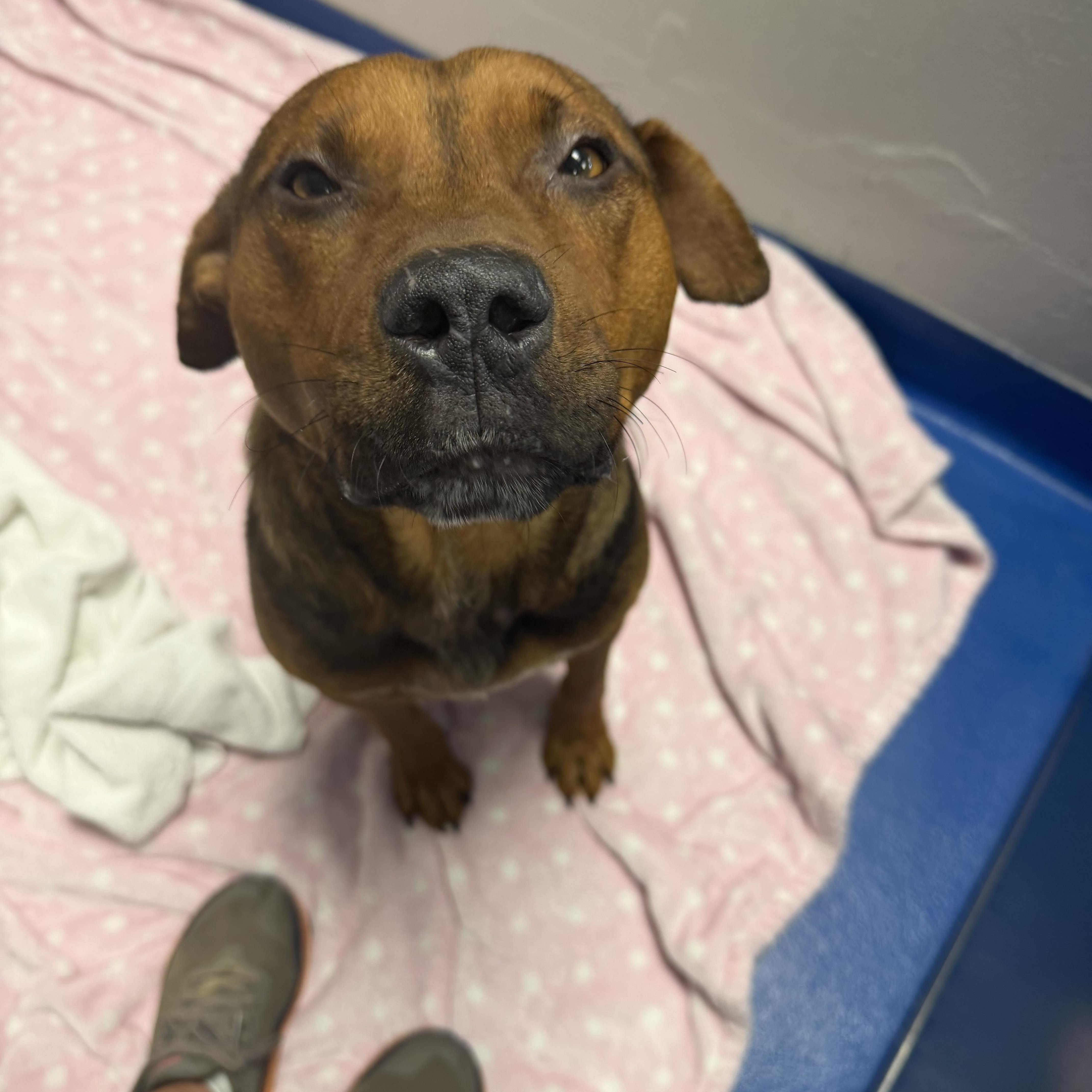 Enlarge Arnold, a Adoptable mixed breed in Lancaster, SC image 2/4